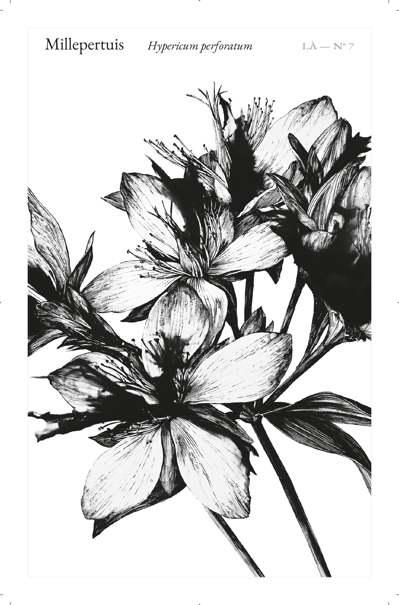 Carte LÀ — N°07 · Millepertuis · Hypericum perforatum