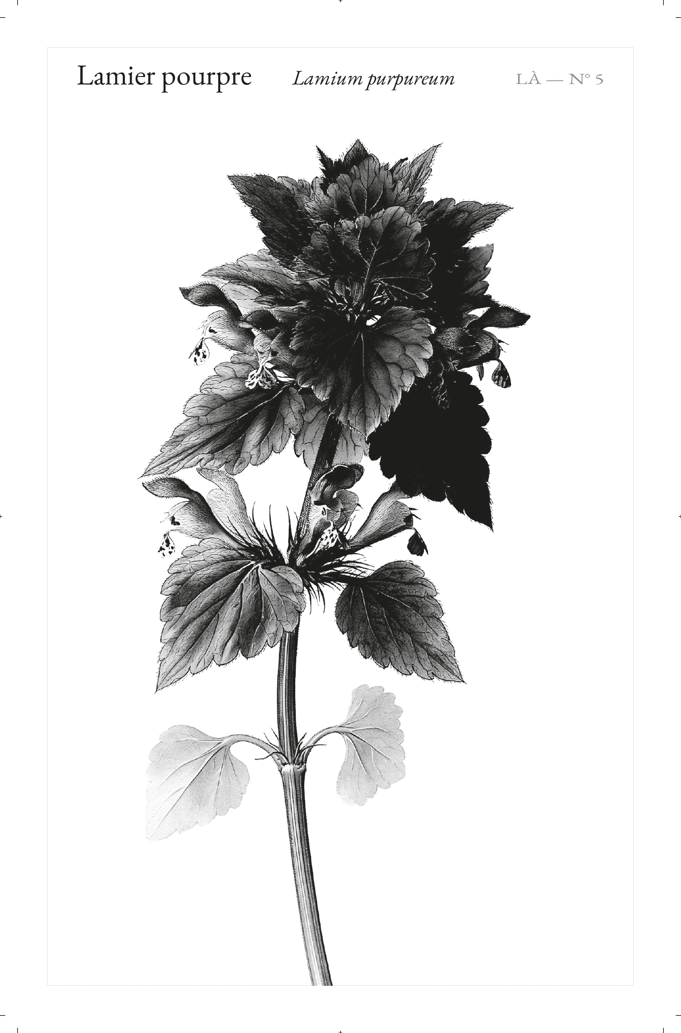 Carte LÀ — N°05 · Lamier pourpre · Lamium purpureum