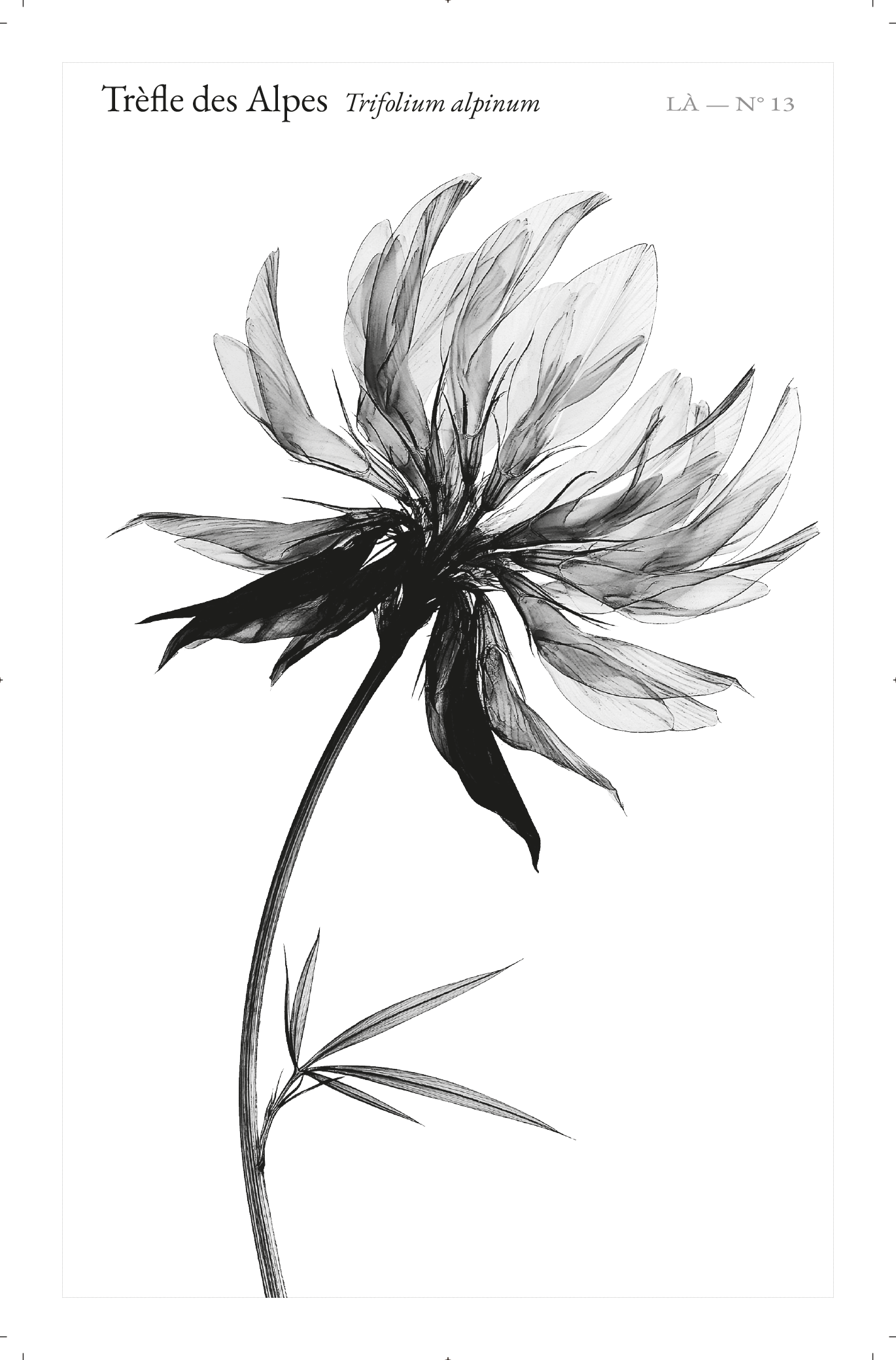 Carte LÀ — N°13 · Trèfle des Alpes · Trifolium alpinum
