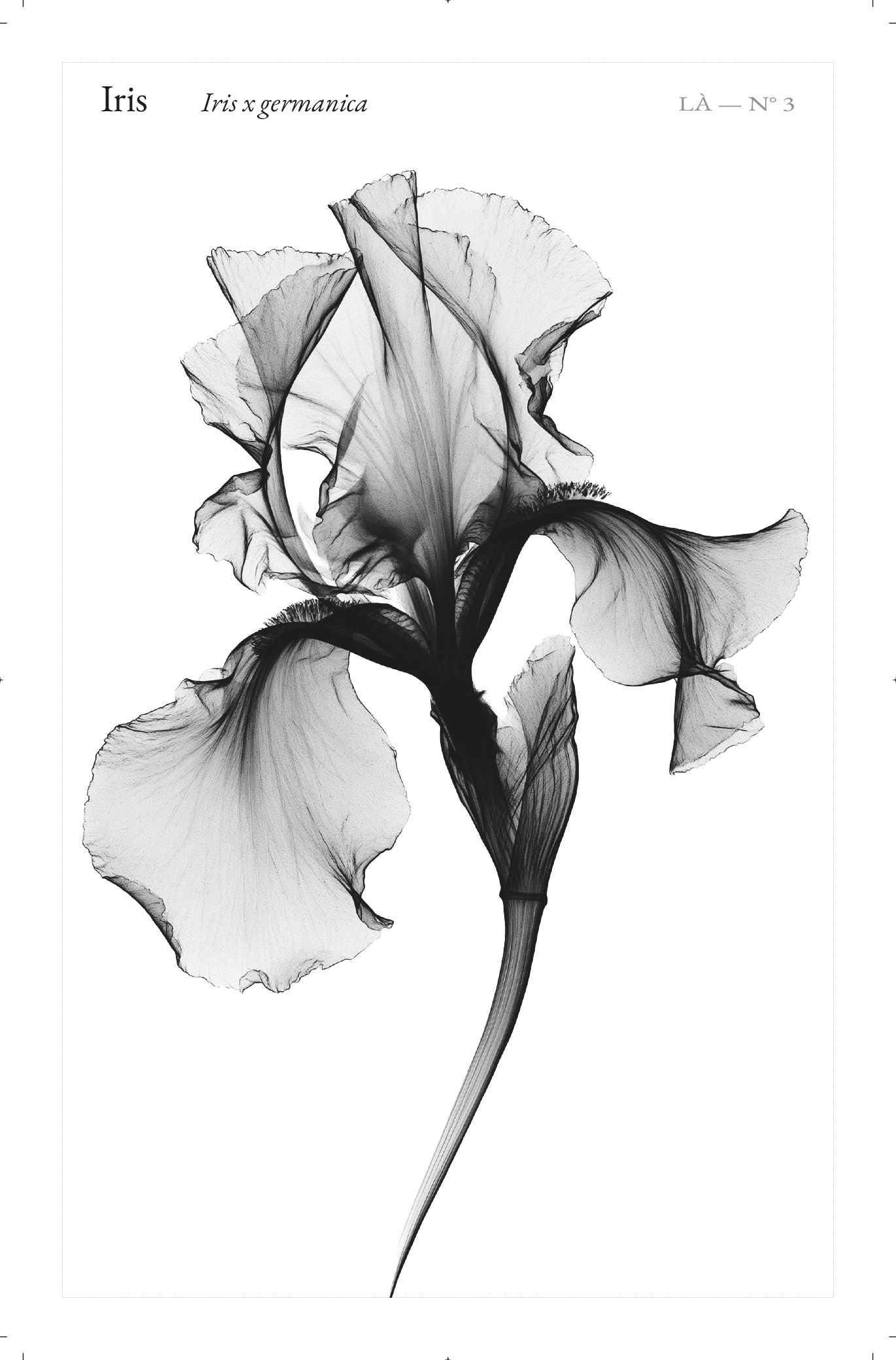 3_Iris-1.png