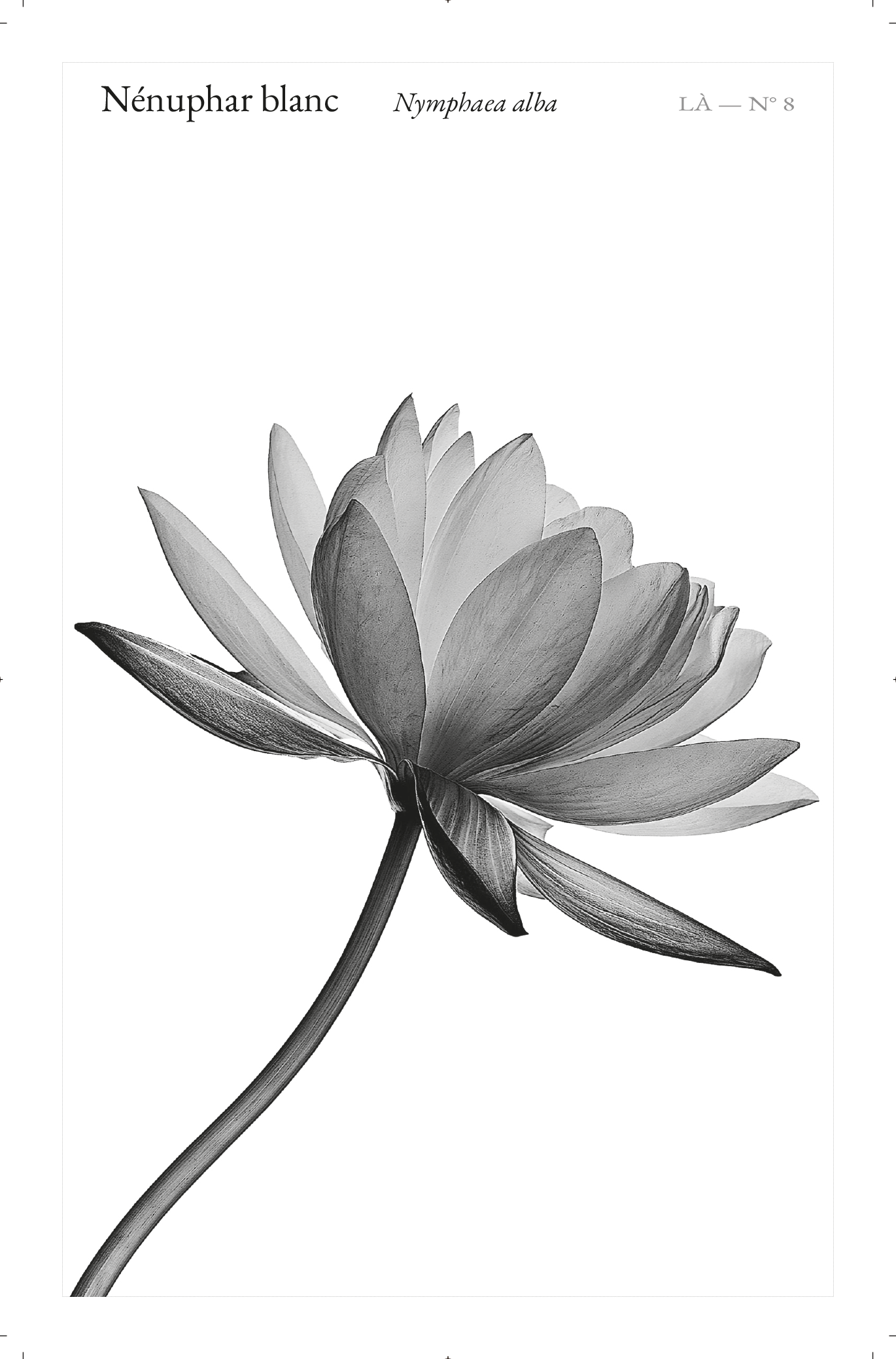 Carte LÀ — N°08 · Nénuphar blanc · Nymphaea alba