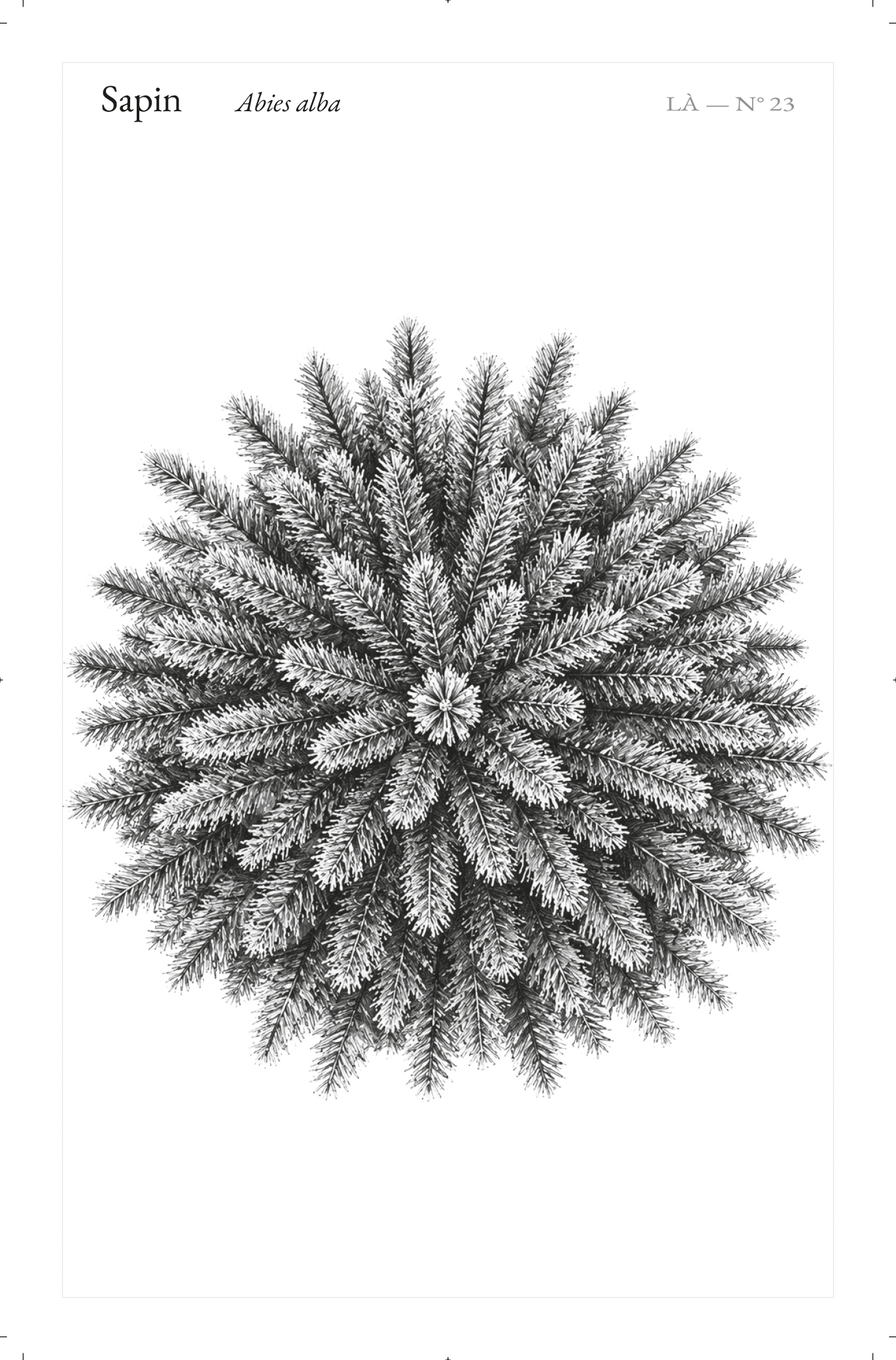 Carte LÀ — N°23 · Sapin · Abies alba