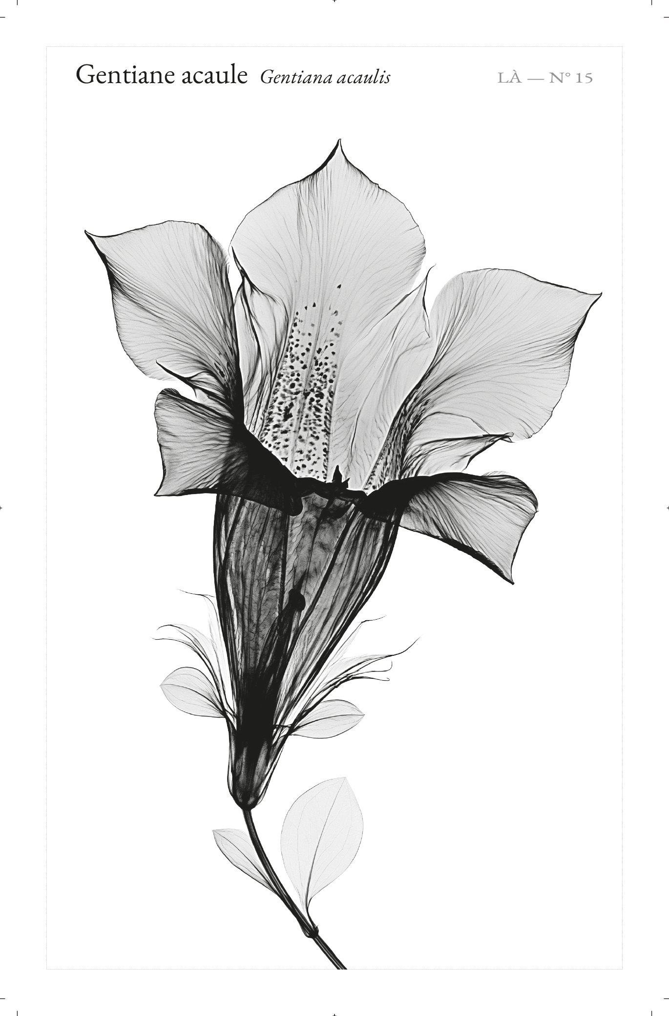 Carte LÀ — N°15 · Gentiane acaule · Gentiana acaulis