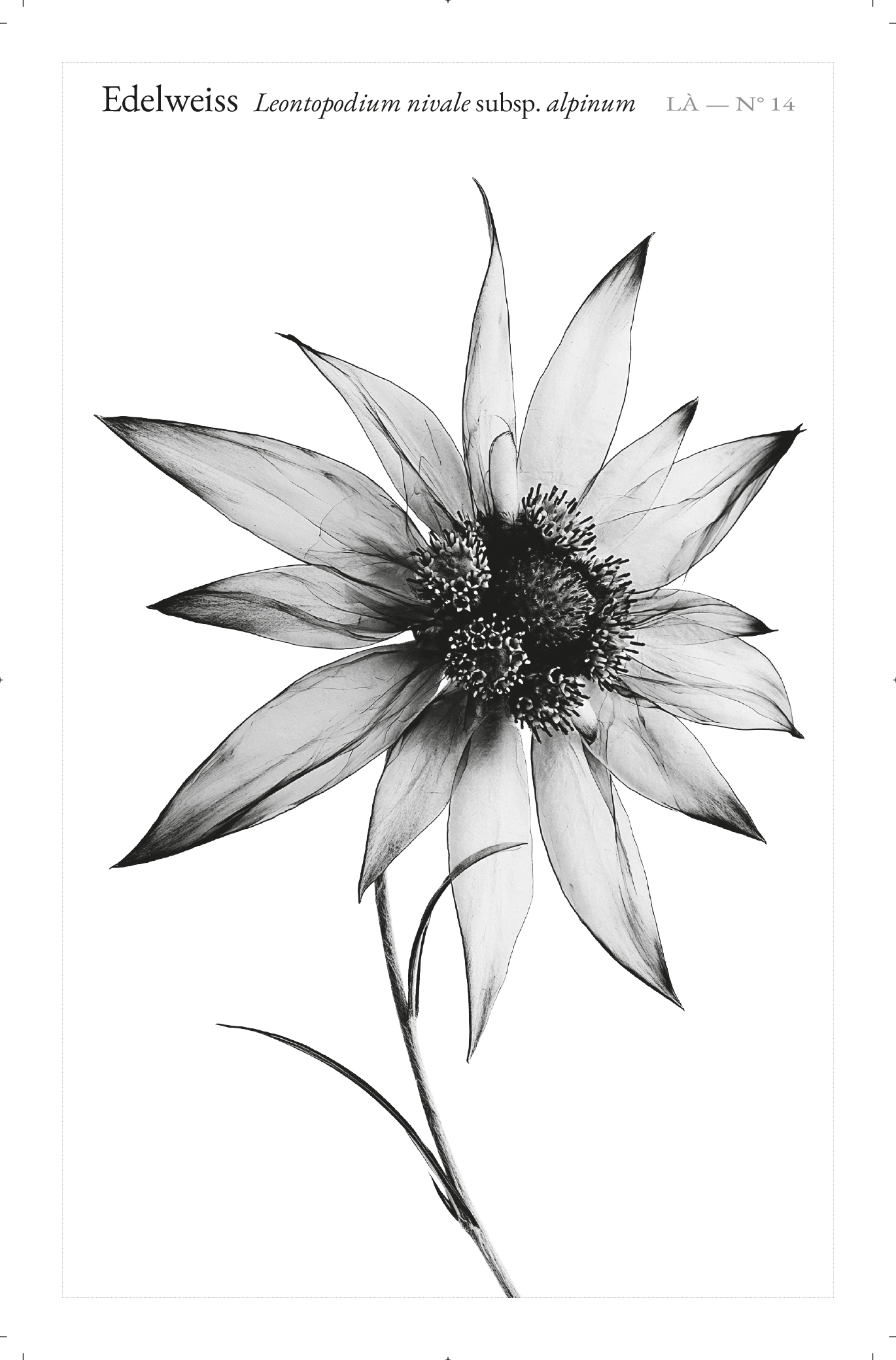 Carte LÀ — N°14 · Edelweiss · Leontopodium nivale subsp. alpinum