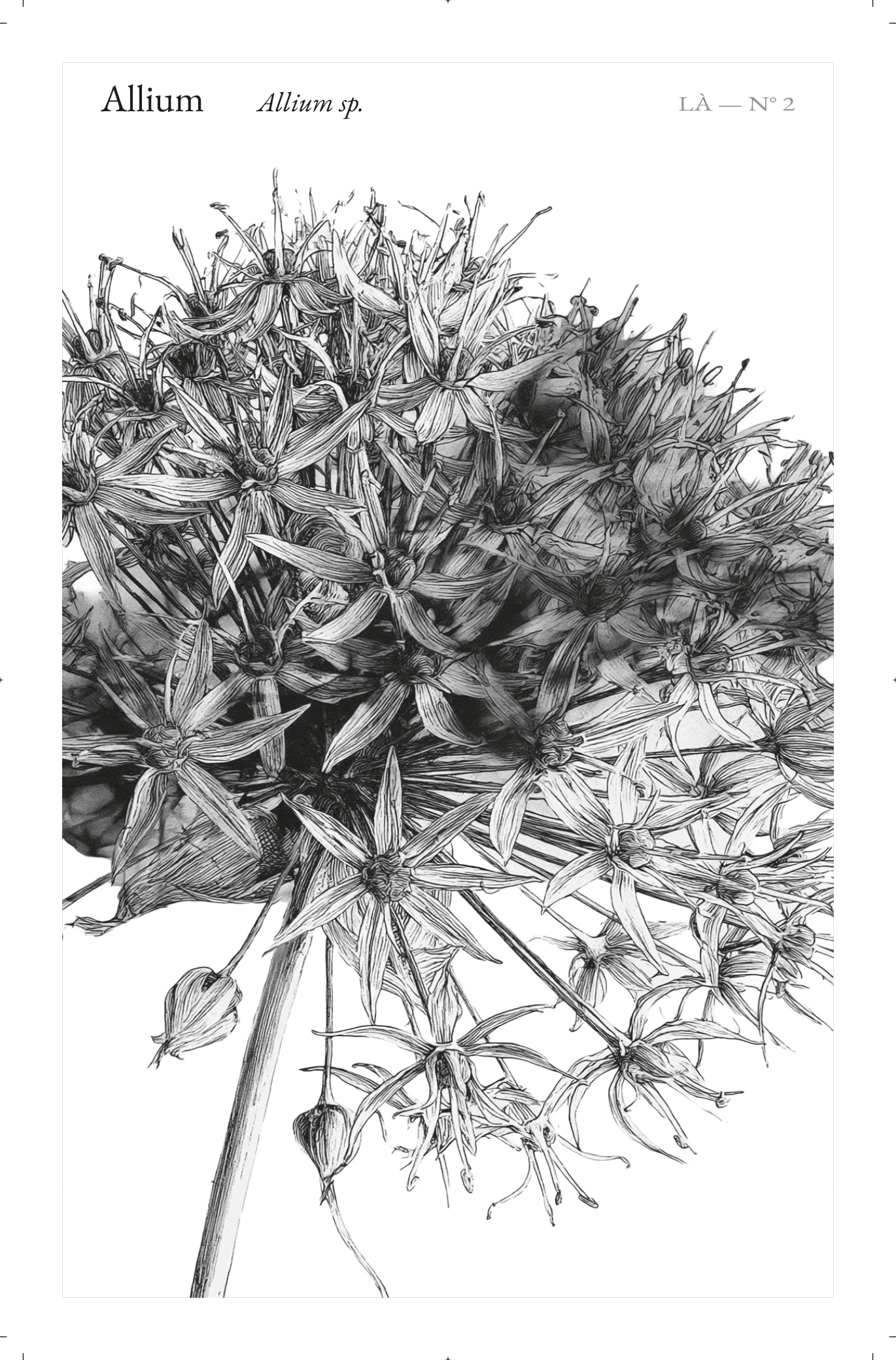 2_Allium-1.png