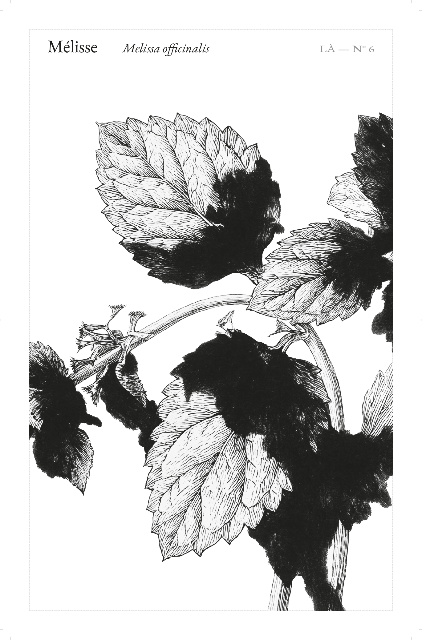 Carte LÀ — N°06 · Mélisse · Melissa officinalis