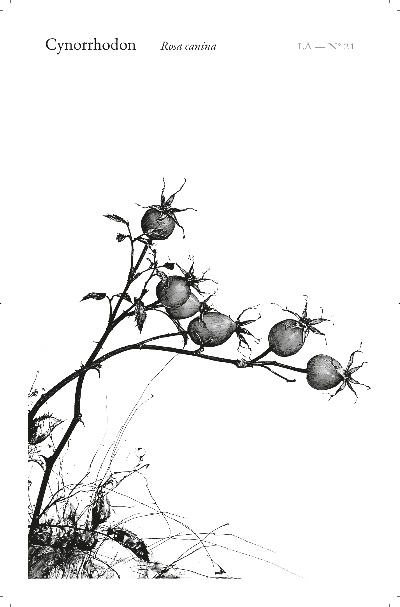 Carte LÀ — N°21 · Cynorrhodon · Rosa canina