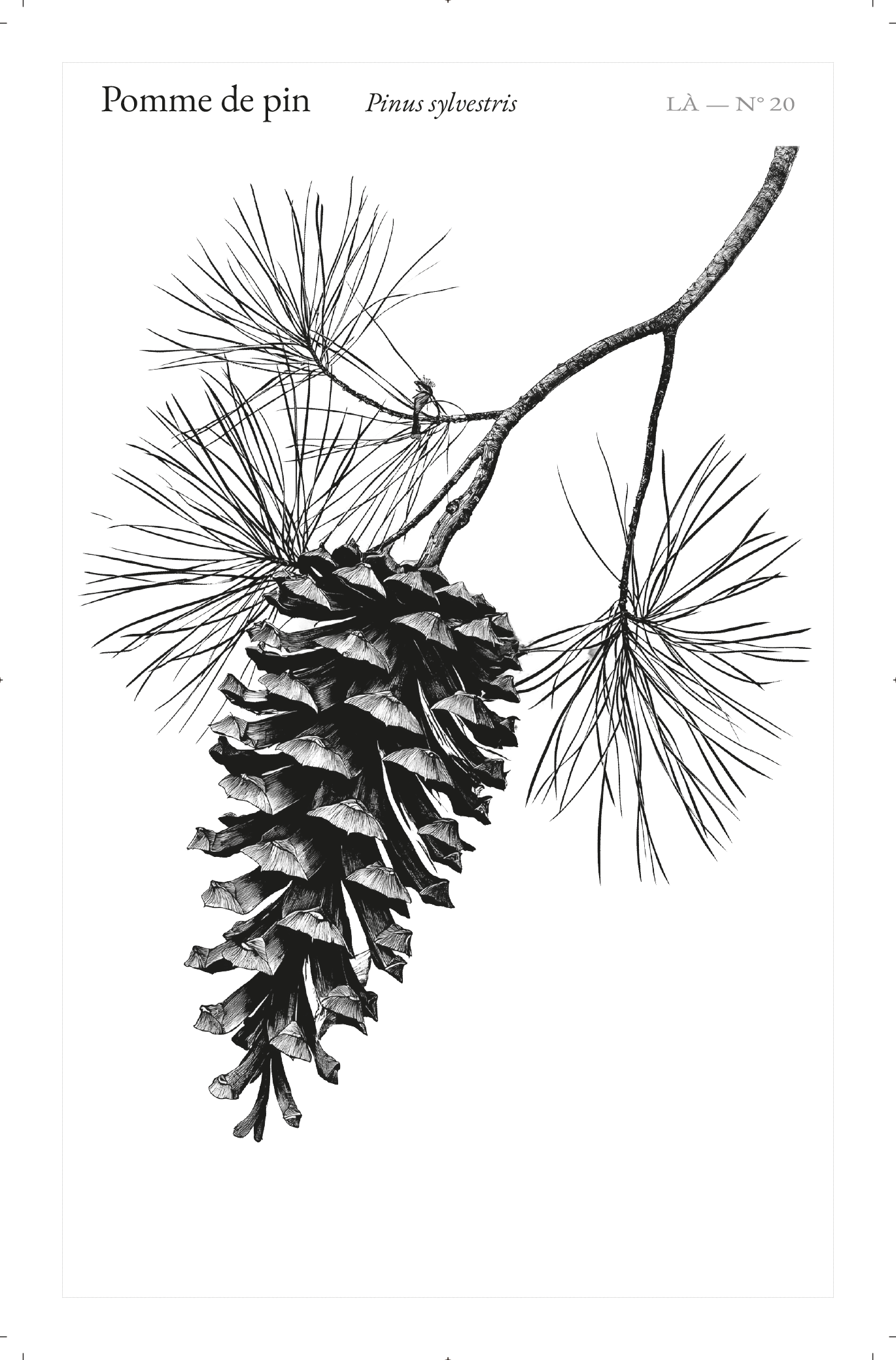 Carte LÀ — N°20 · Pomme de pin · Pinus sylvestris