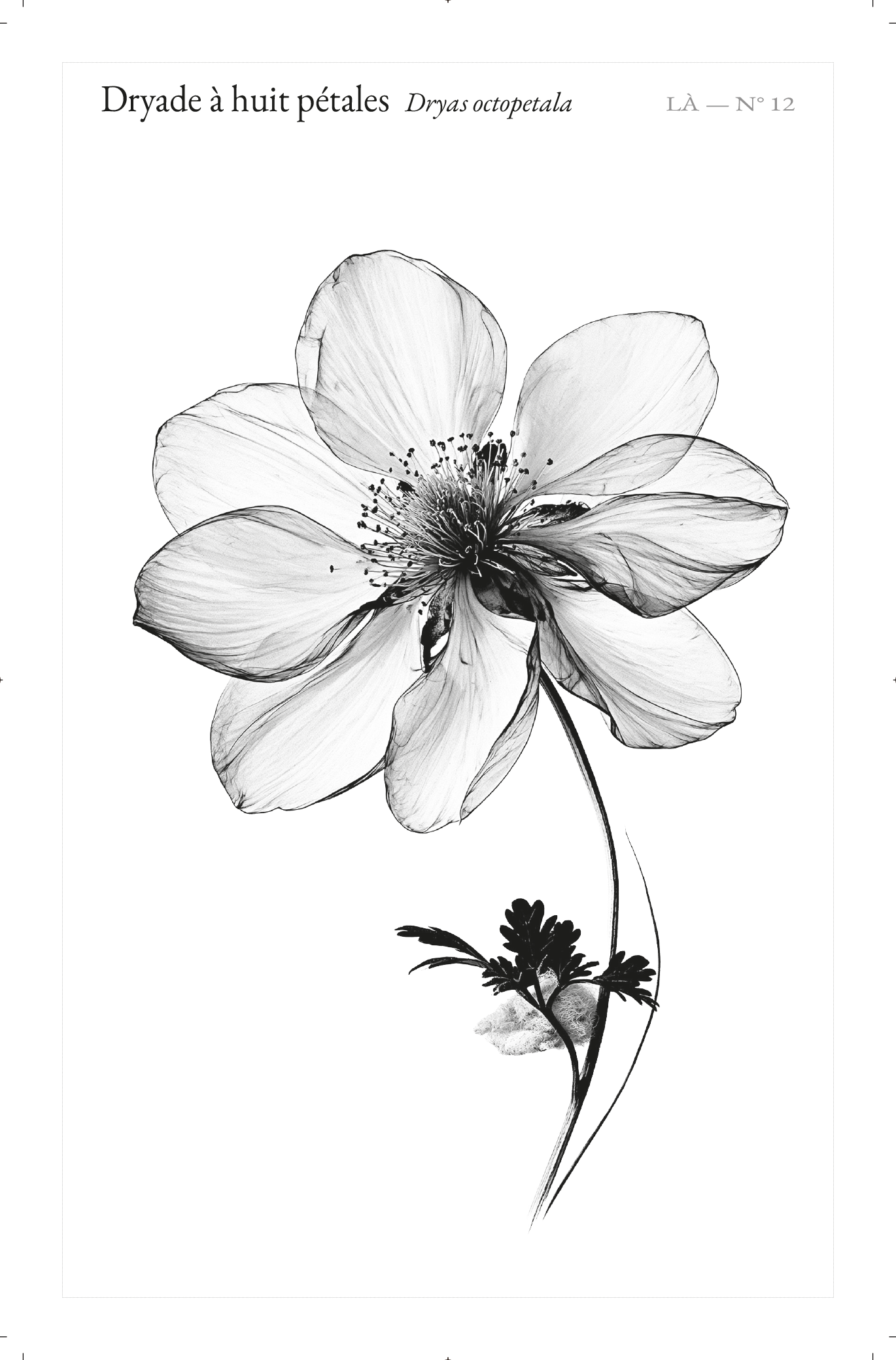 Carte LÀ — N°12 · Dryade à huit pétales · Dryas octopetala