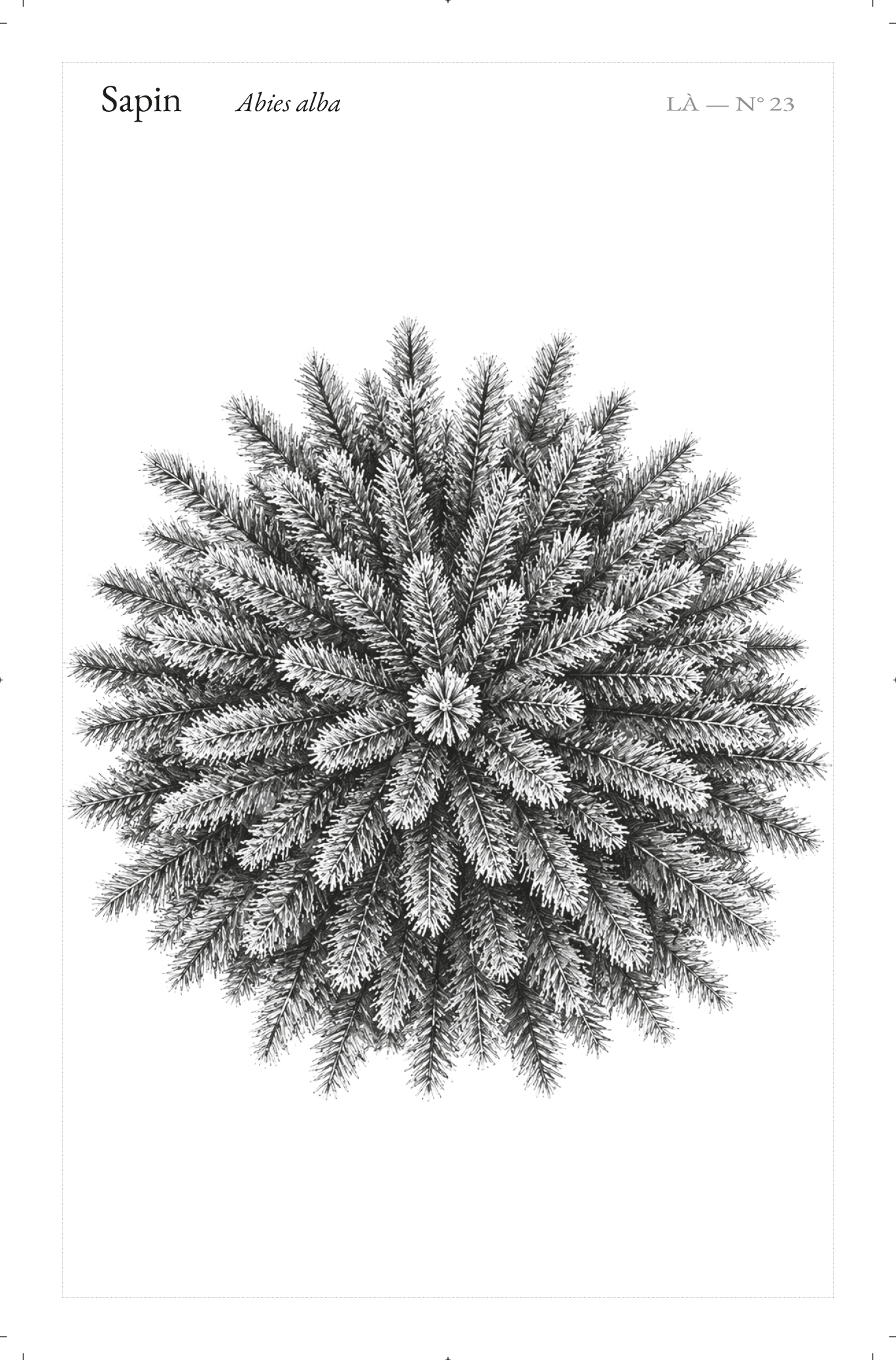 23_Sapin_boule-1.png