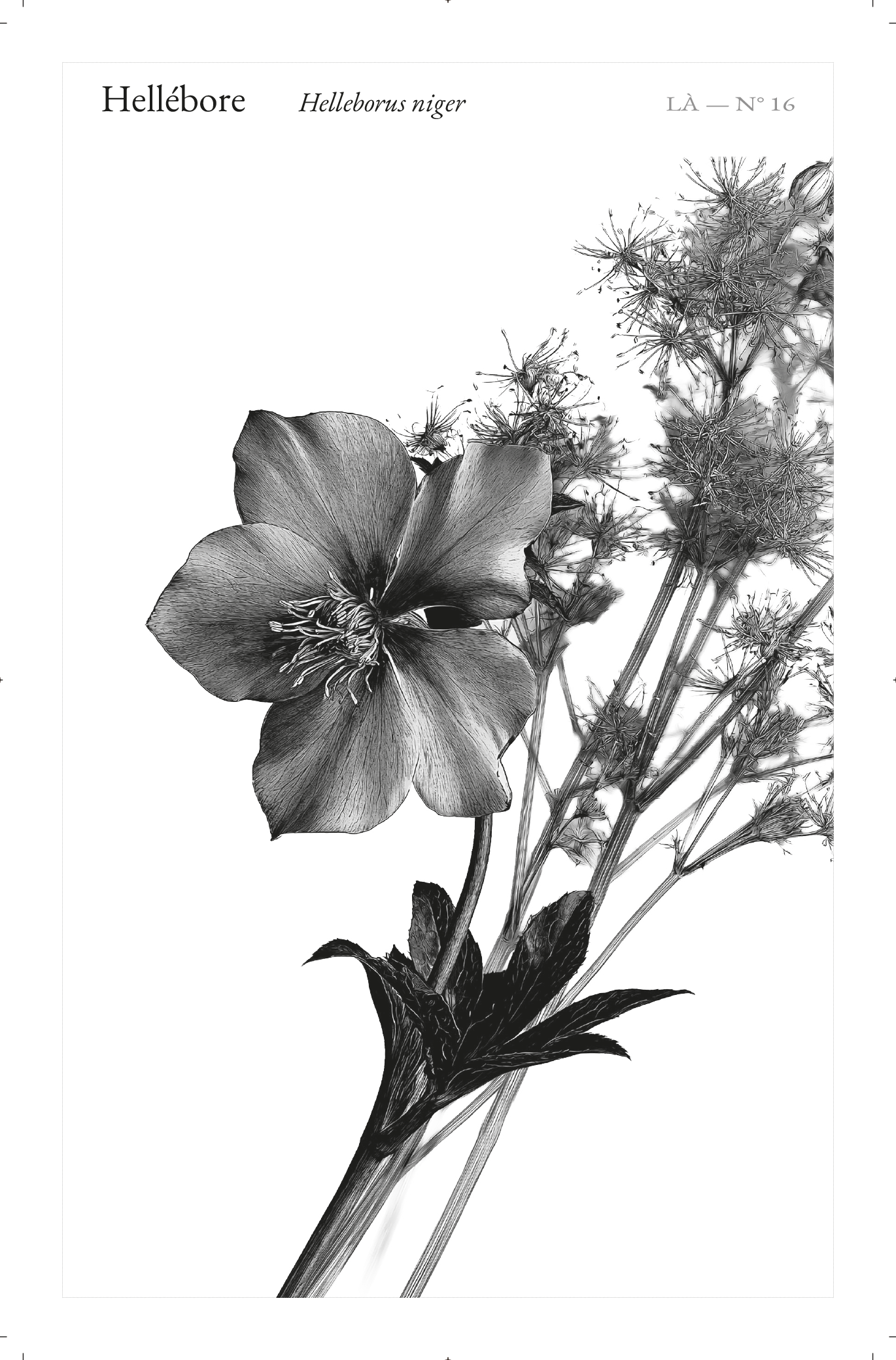 Carte LÀ — N°16 · Hellébore · Helleborus niger