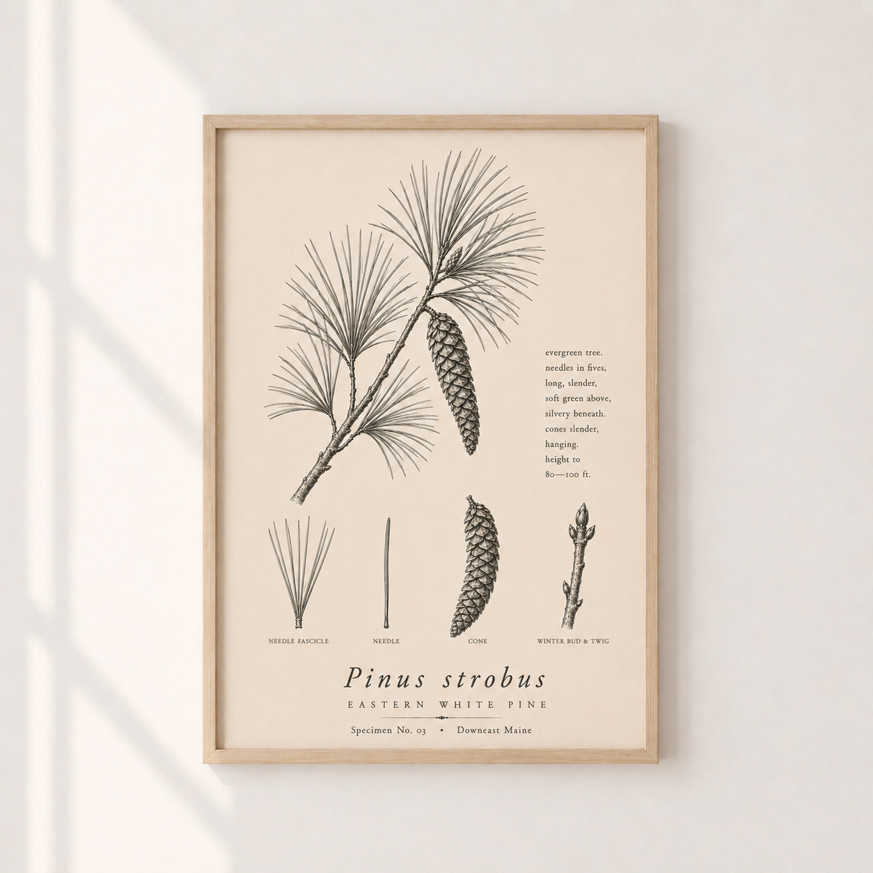 Pine 2.png