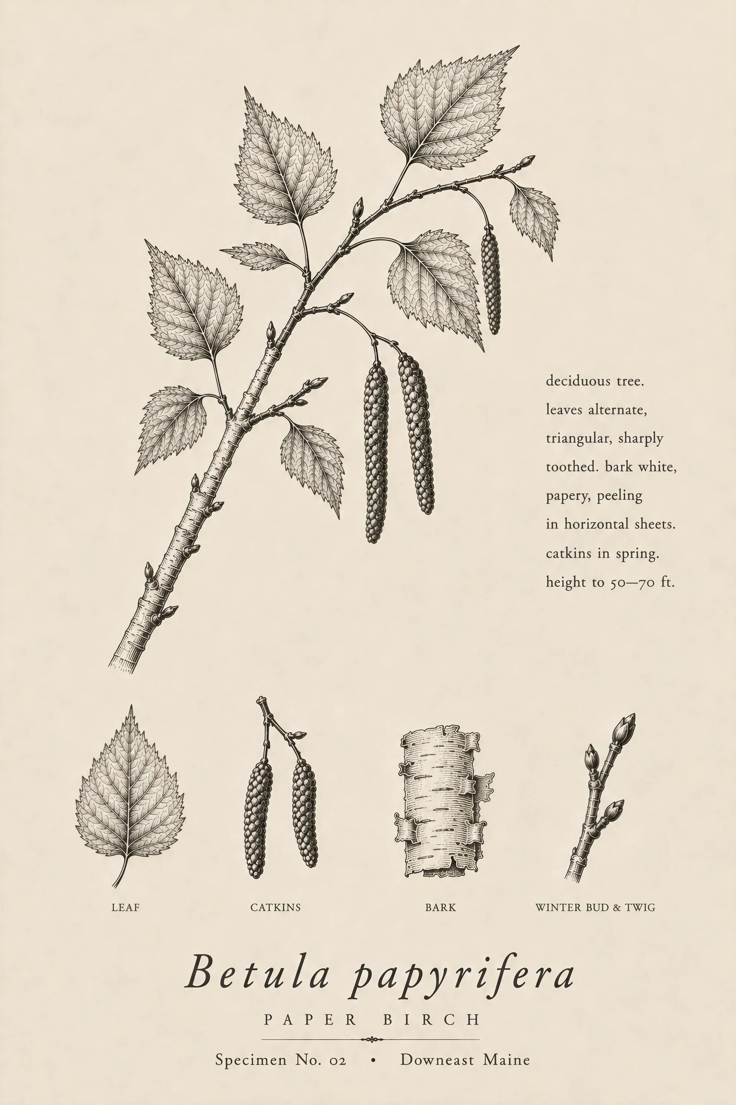 Paper birch botanical specimen print from the Woodland Studies collection, featuring Betula papyrifera leaves, bark, catkins, buds, and twig details.