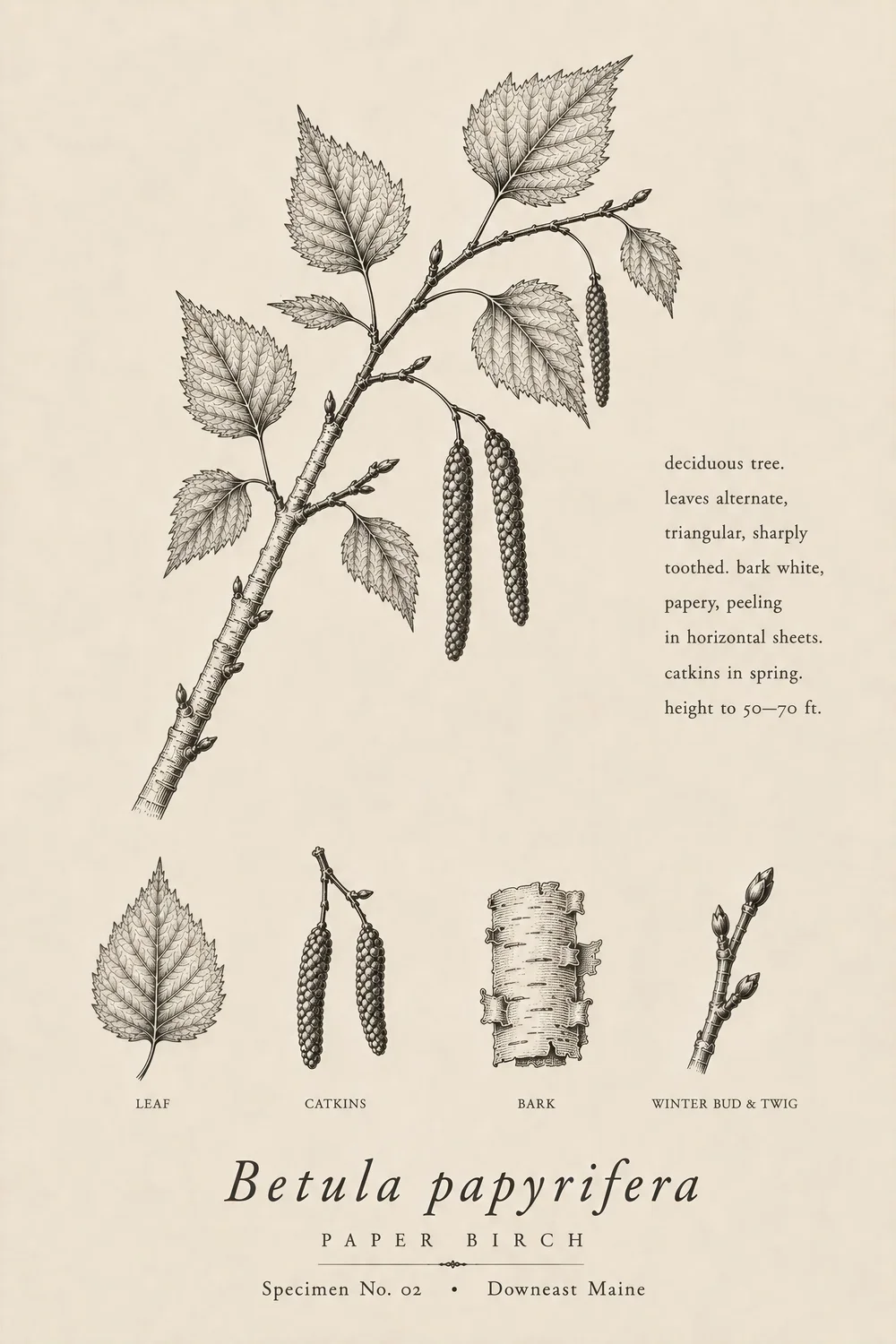 Birch