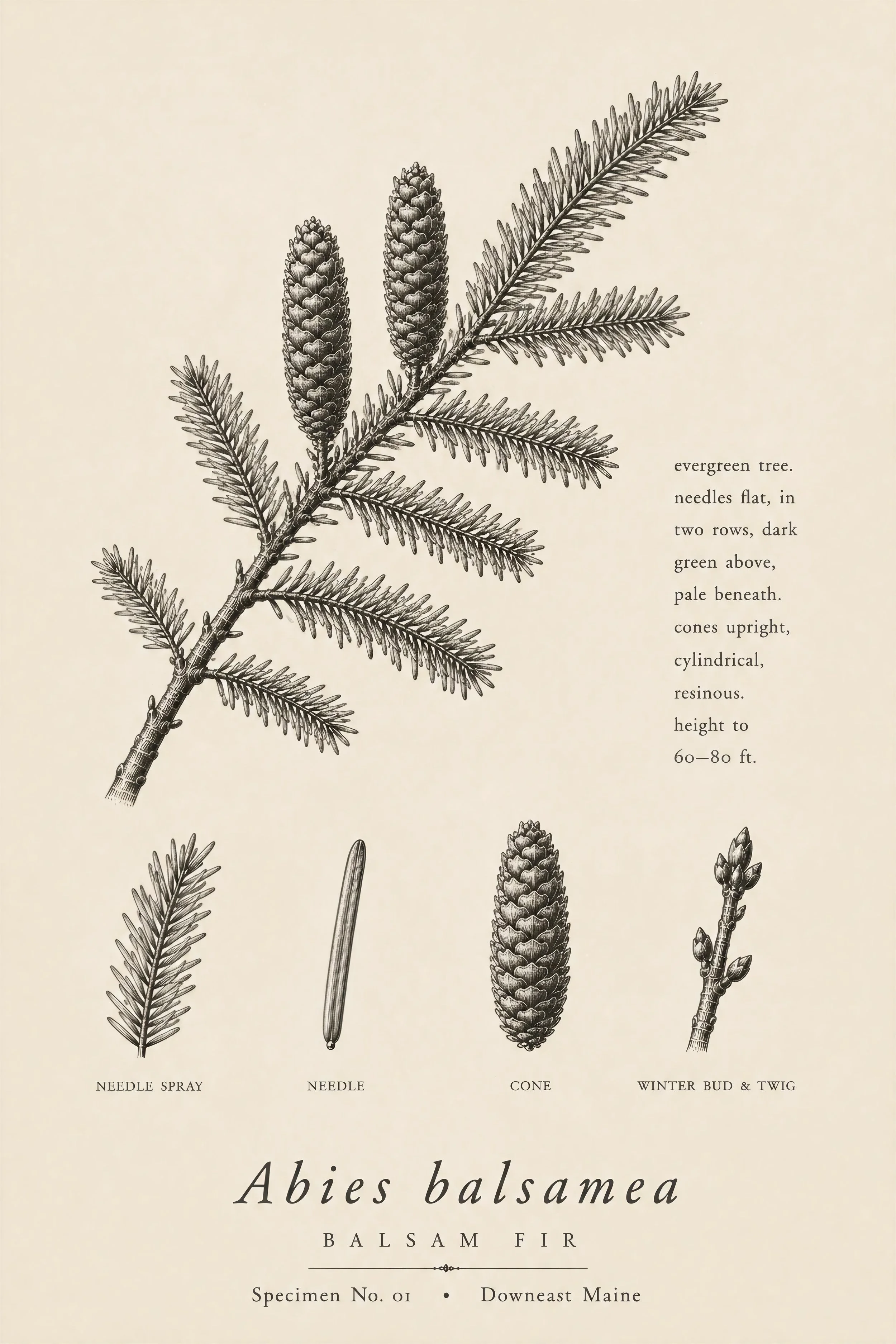 Balsam fir botanical specimen print from the Woodland Studies collection, featuring Abies balsamea branches, cones, buds, and twig details.