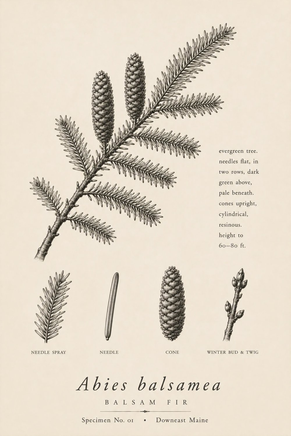 Balsam Fir