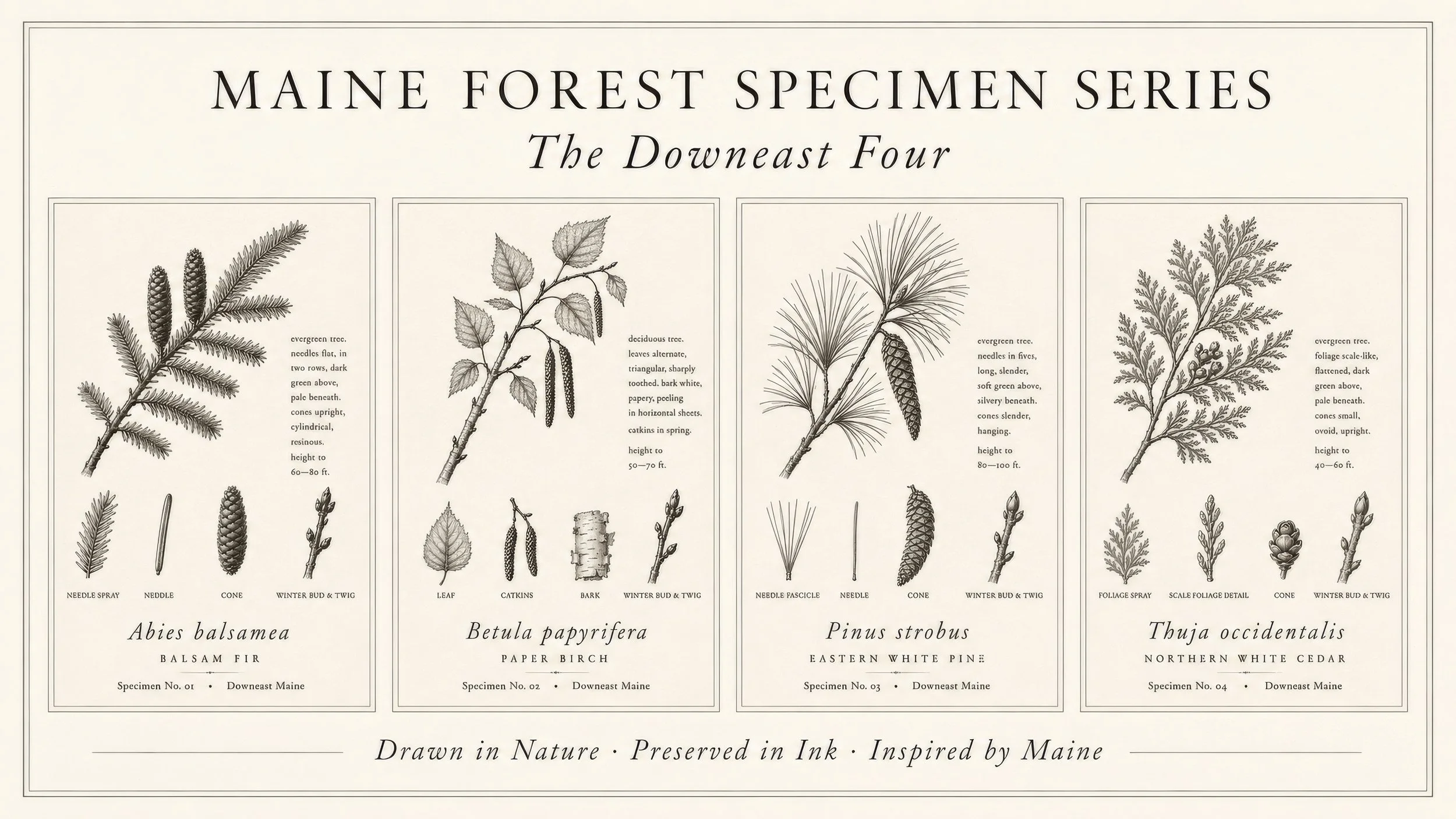 Woodland Studies botanical print collection featuring balsam fir, paper birch, eastern white pine, and northern white cedar specimen artwork.