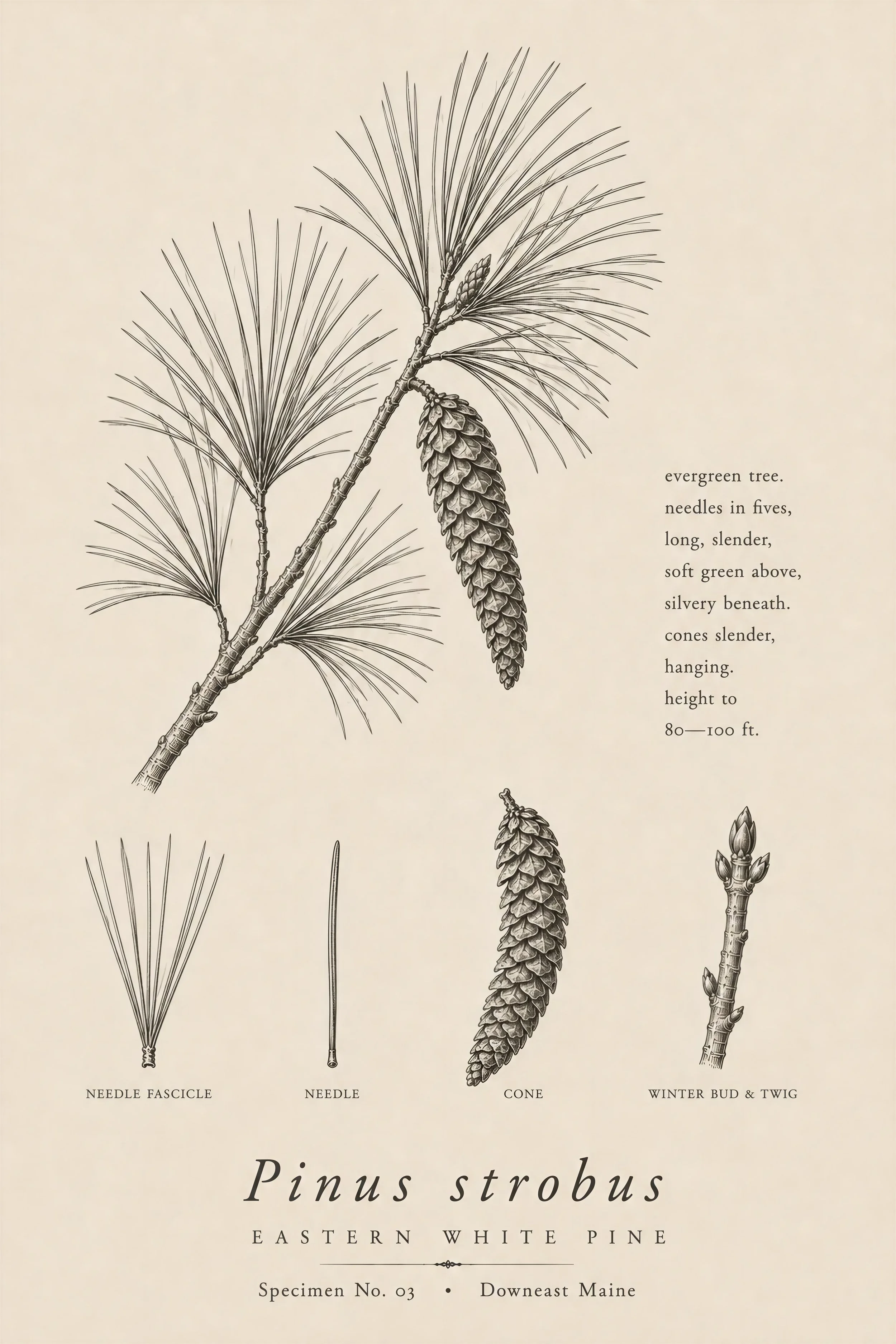 Eastern white pine botanical specimen print from the Woodland Studies collection, featuring Pinus strobus needles, cones, buds, and twig details.