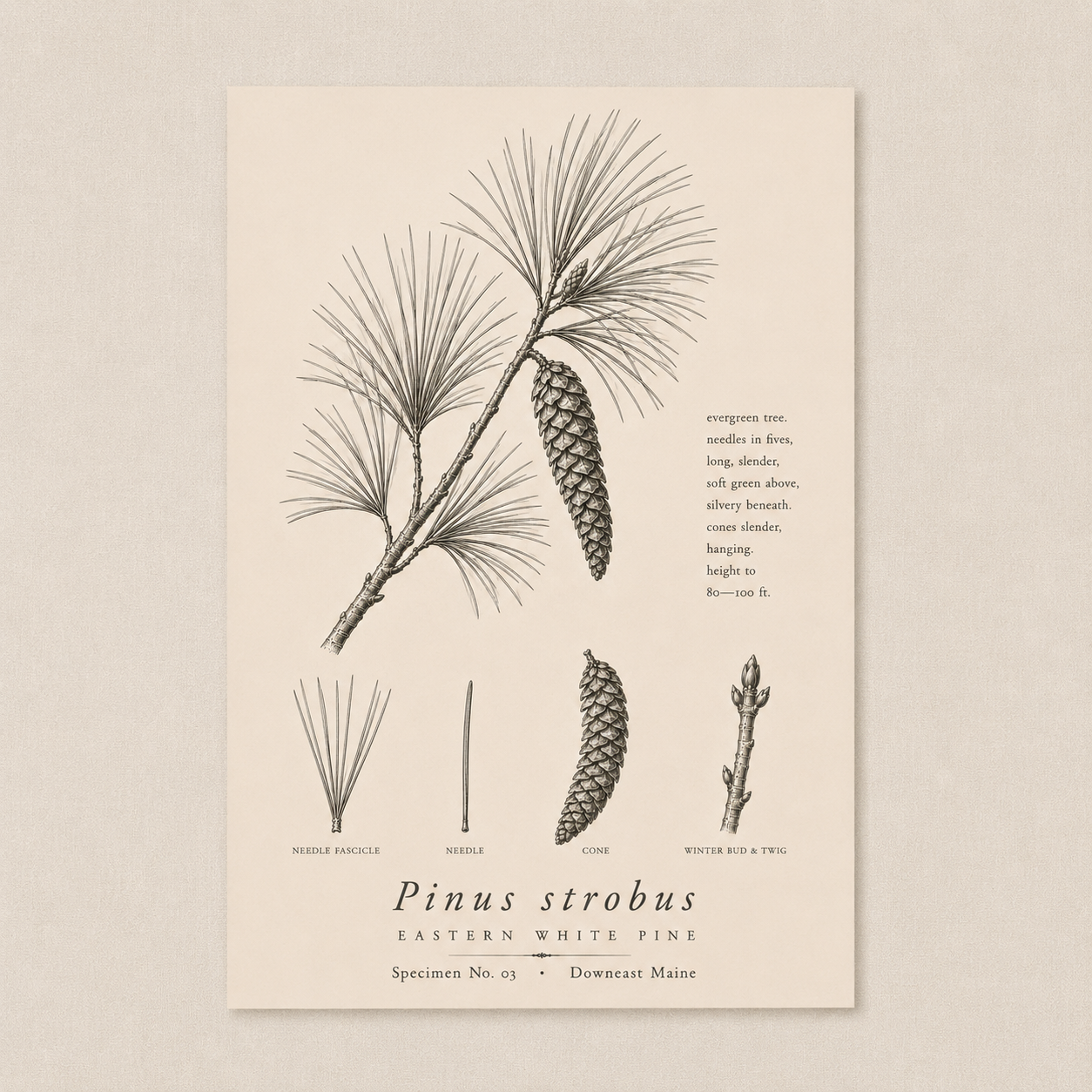 Pine 1.png