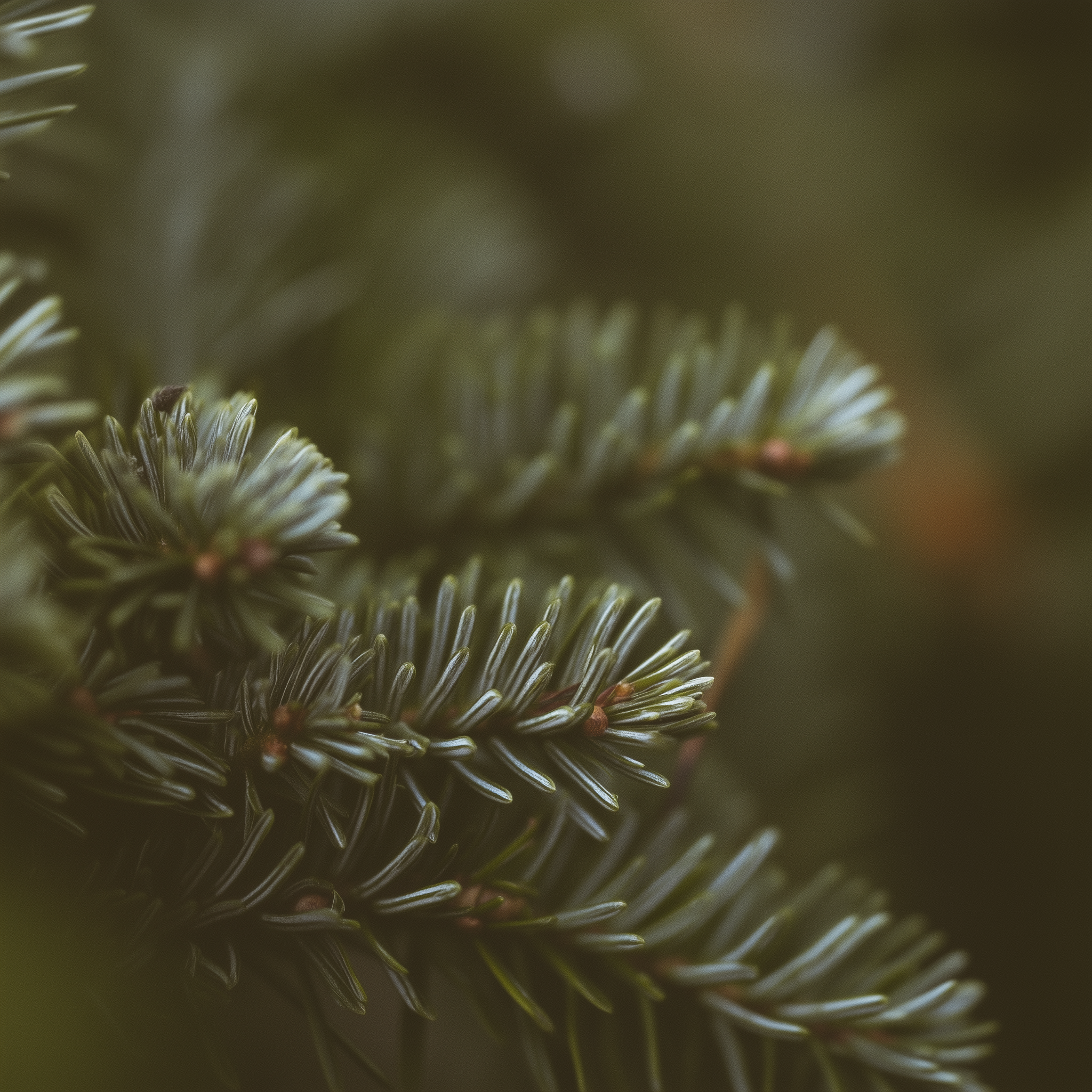 mainelywild_extreme_macro_close_up_of_fresh_balsam_fir_mini_bou_5536c77d-208d-4629-a1a3-6b575333db8a.png