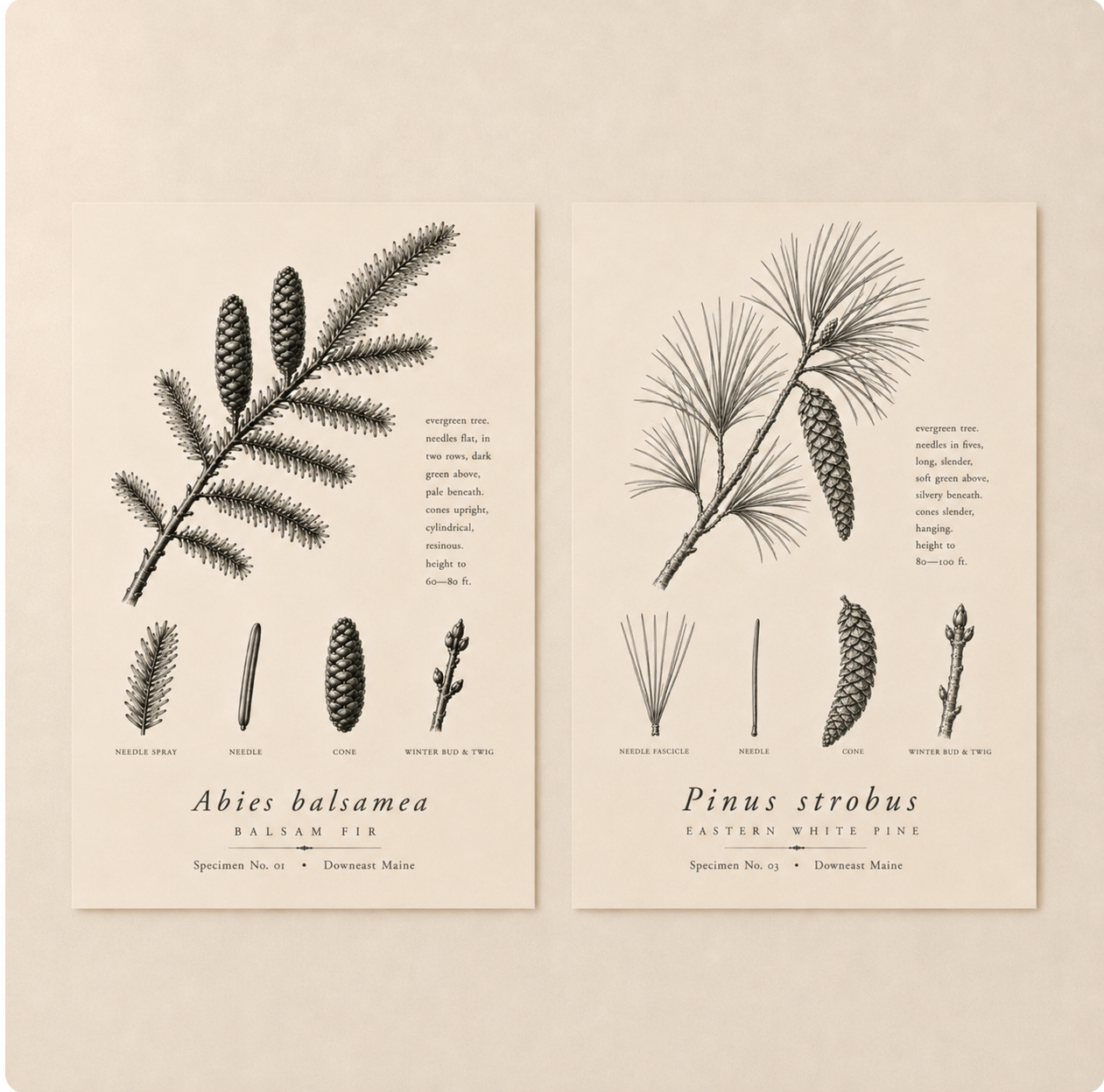 Pine 3.png
