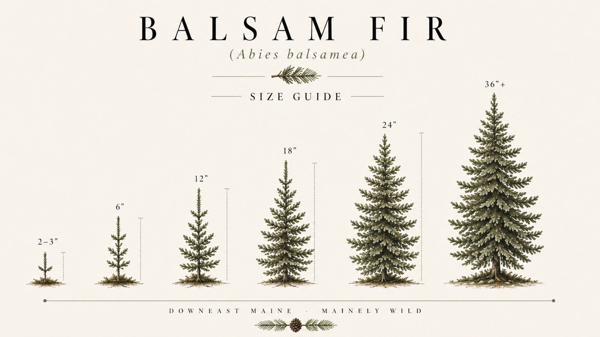 Size guide chart for balsam fir trees showing different heights from 6 inches to over 36 inches, with a decorative pine cone and branch at the bottom.