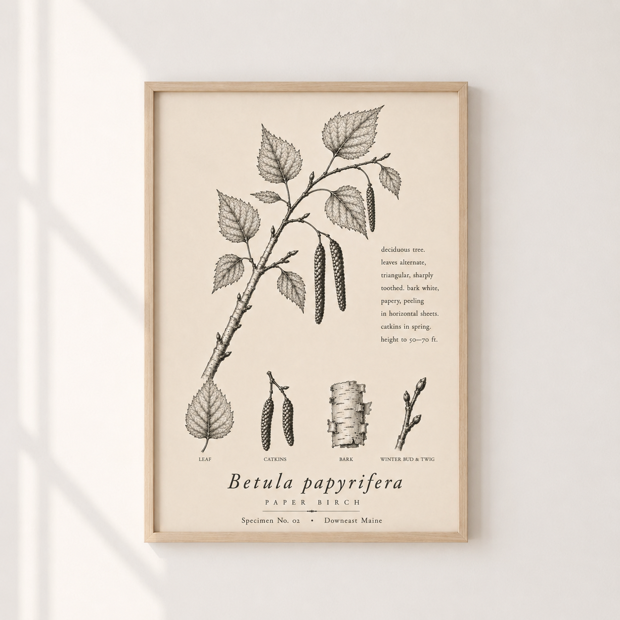 Birch 1.png