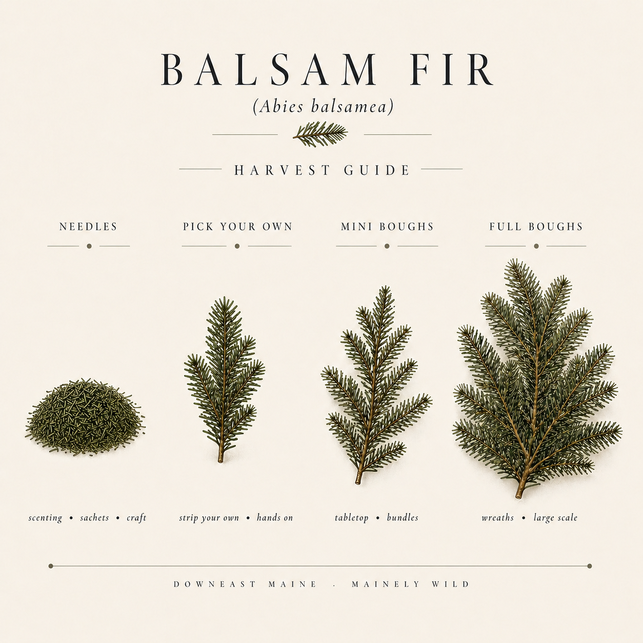 A harvest guide for balsam fir from DownEast Maine. Shows three sizes of balsam fir branches and a small mat of balsam fir needles, with options for needle, pick, mini bough, and full bough selections.