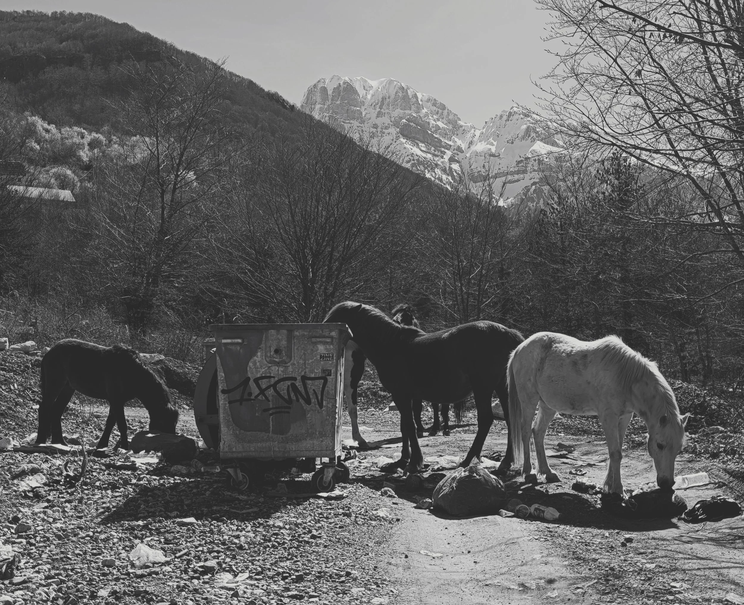 "Scavengers" Theth, Albania