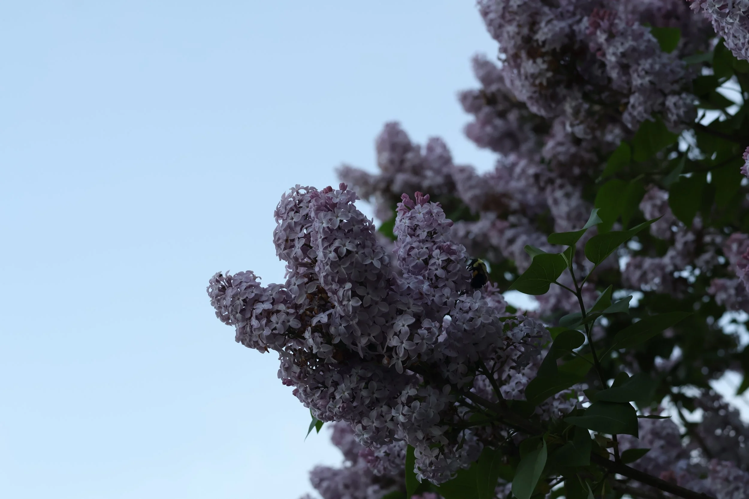 Purple lilac flowers blooming on a branch with green leaves against a pale blue sky.