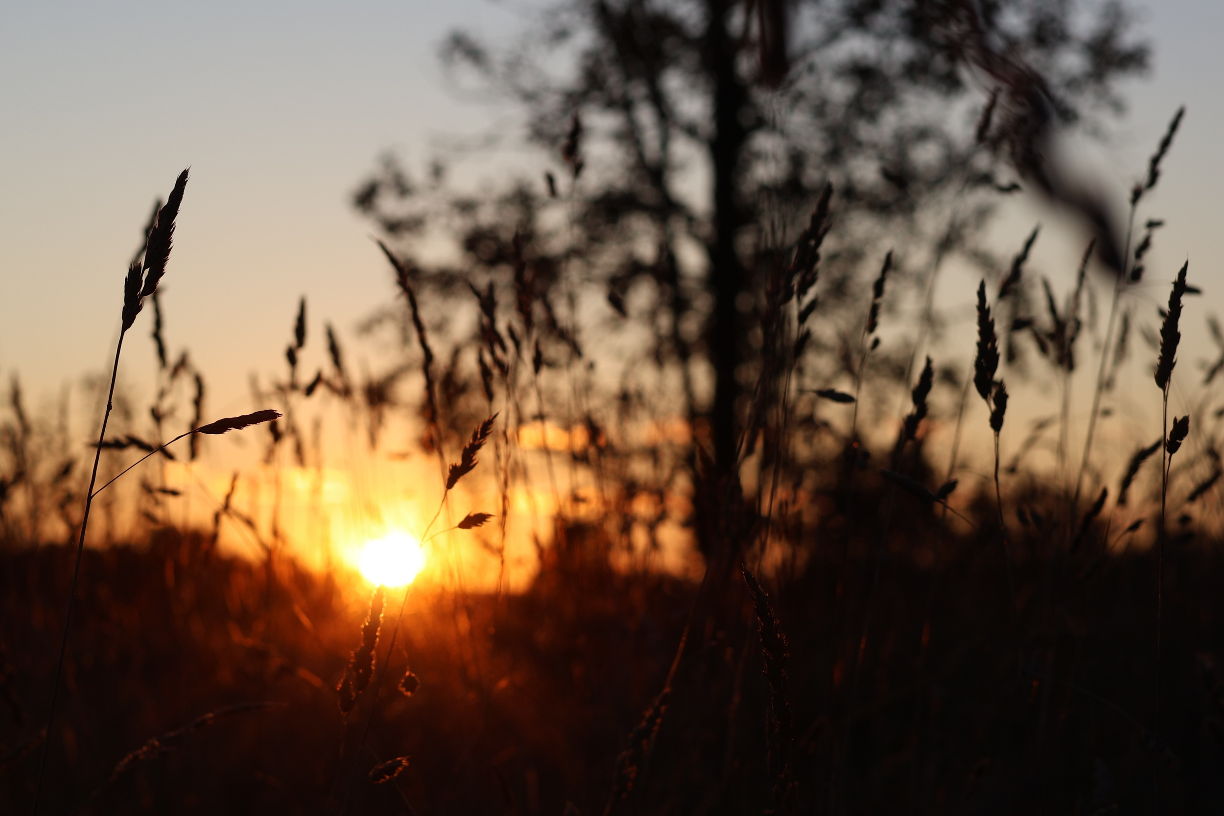 soft golden sunlight filters through tall grass at sunset capturing a quiet and intimate moment in nature. The warm tones and gentle focus create a sense of peace, nostalgia, and stillness and tranquility.