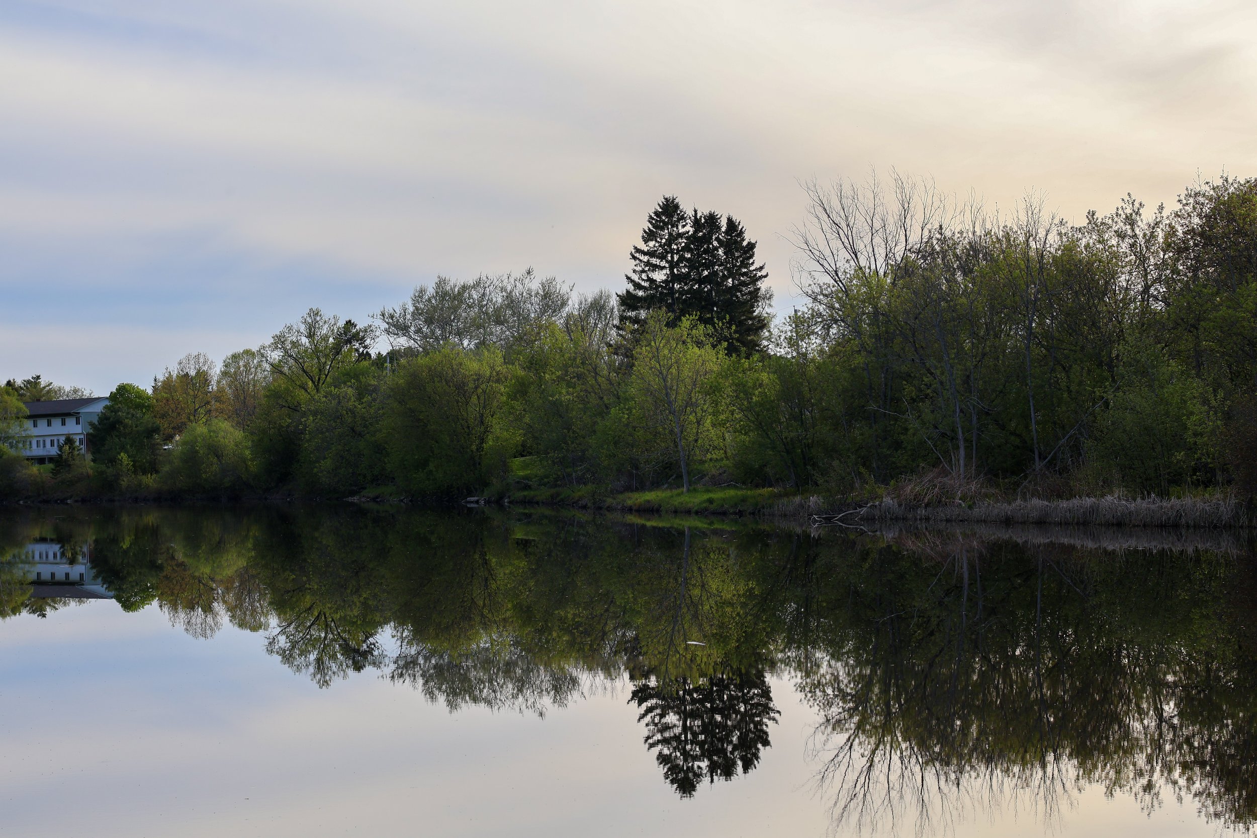 A peaceful scene of trees along a river, with the branches reflecting on the water, under a cloudy sky.