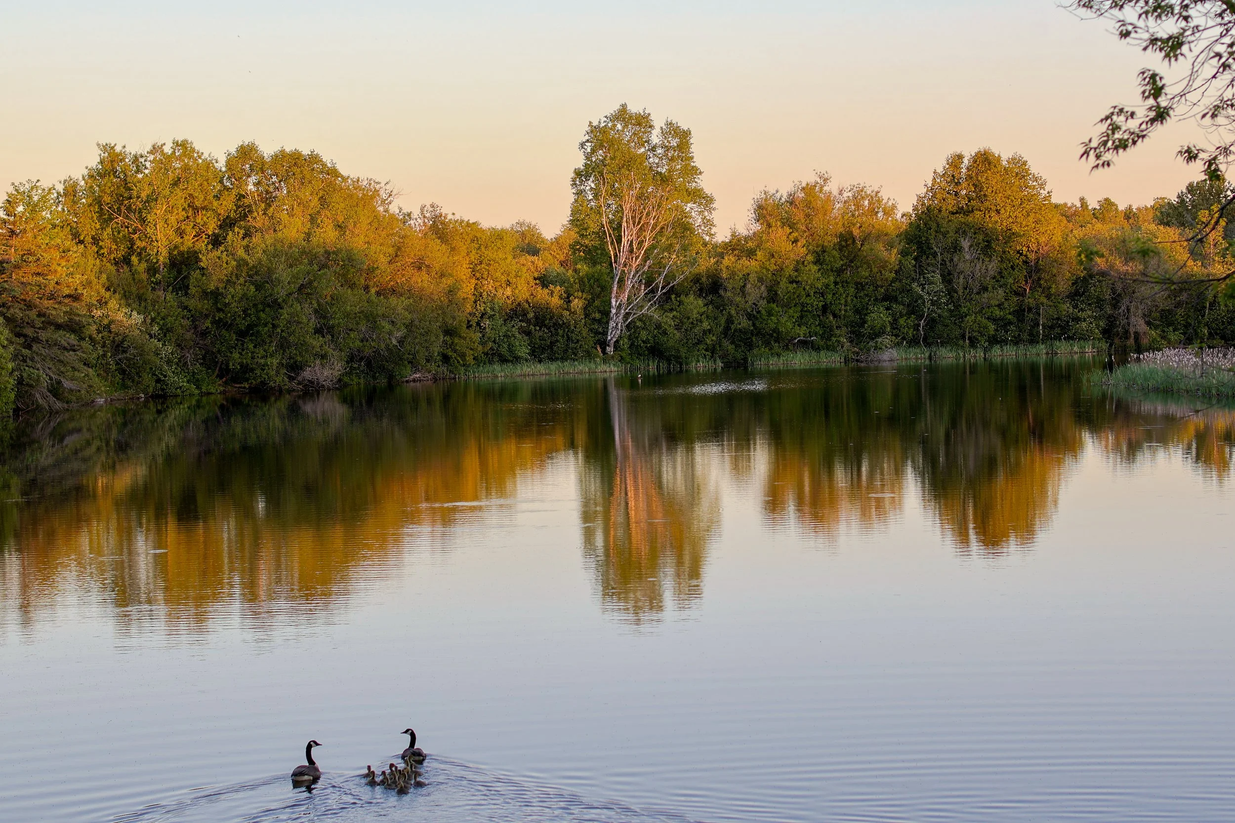Canada geese gliding on a tranquil river at golden hour, with lush green forest reflections. Premium digital wall art.
