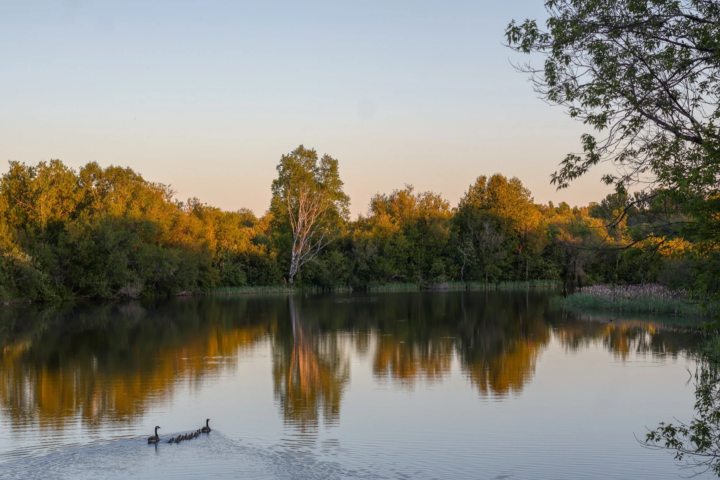 Two geese swimming in a lake with trees on the shore and a clear sky in the background.