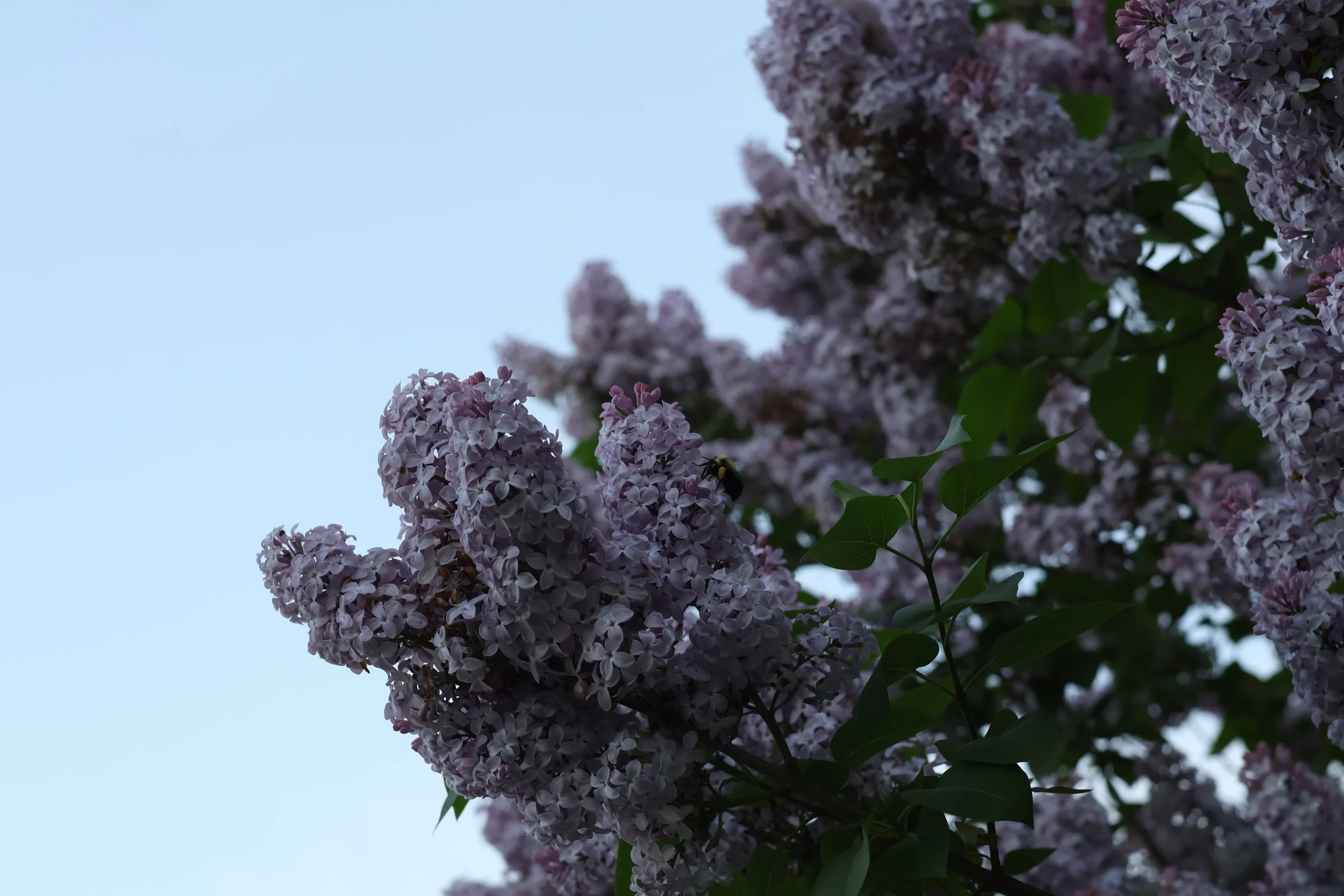 Soft lilac blooms reach upwards into a clear blue sky capturing the gentle beauty of spring in full blossom. The delicate purple tones. and fresh green leaves. creates a feeling of lightness, renewal, and calm.