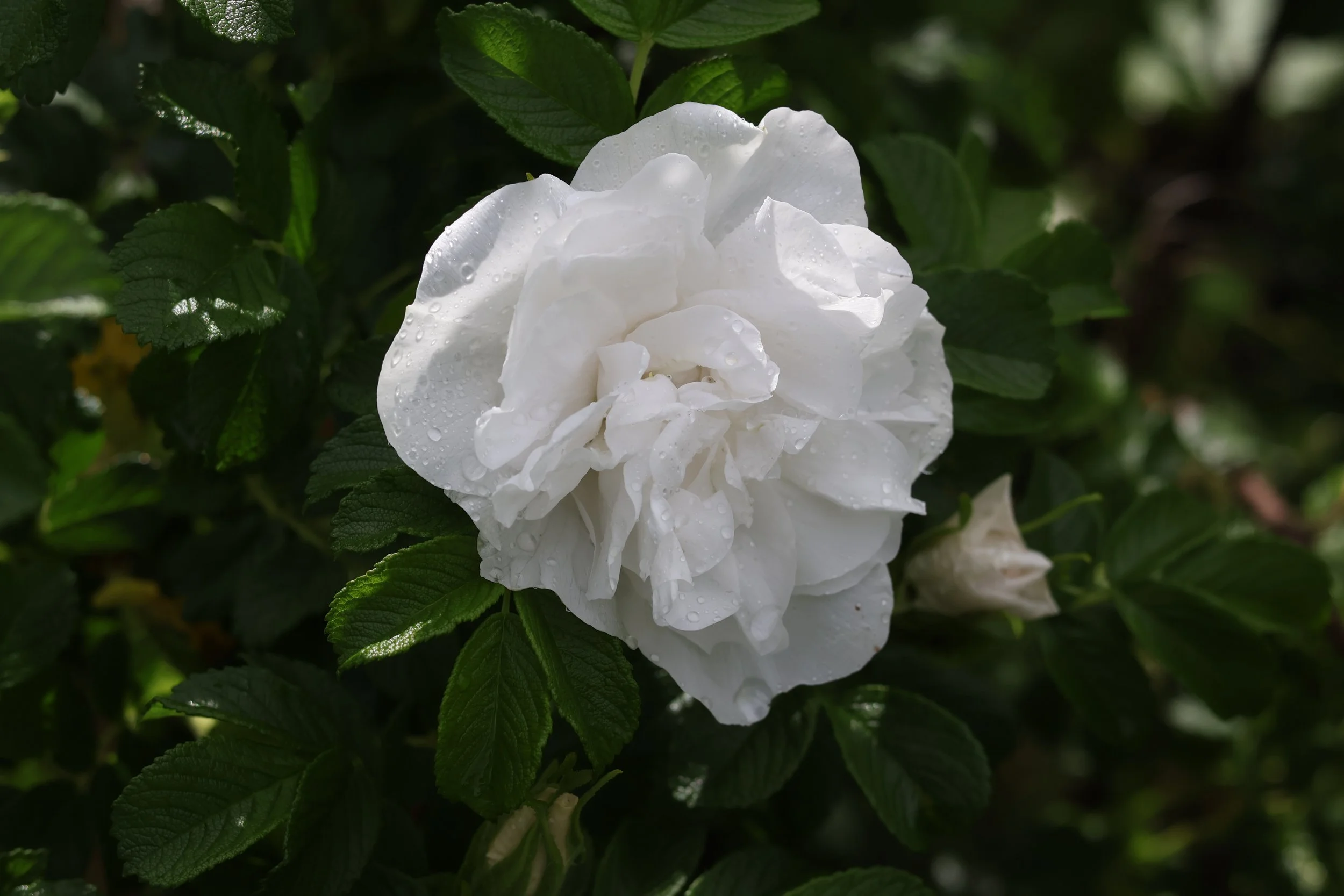 A white flower with water droplets on its petals surrounded by green leaves.
