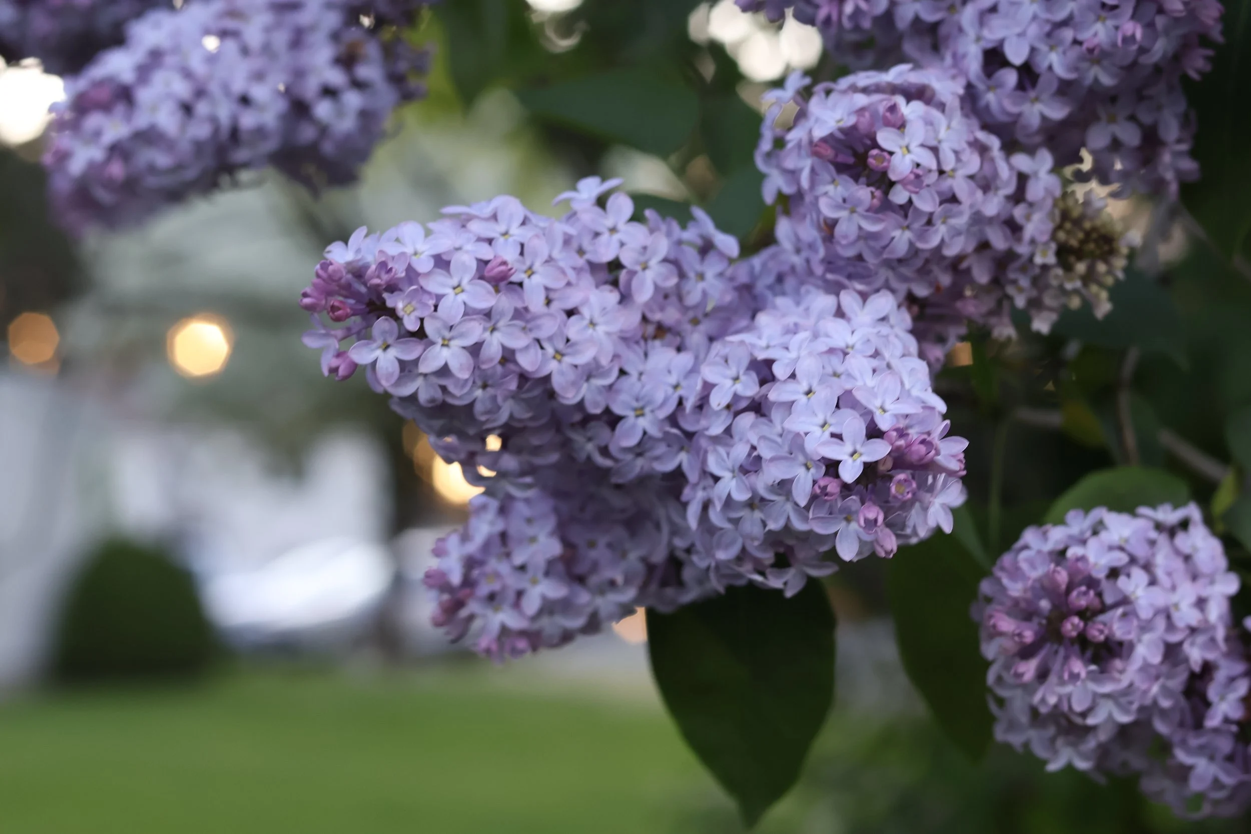 Close-up of clusters of purple lilac flowers with blurred background.