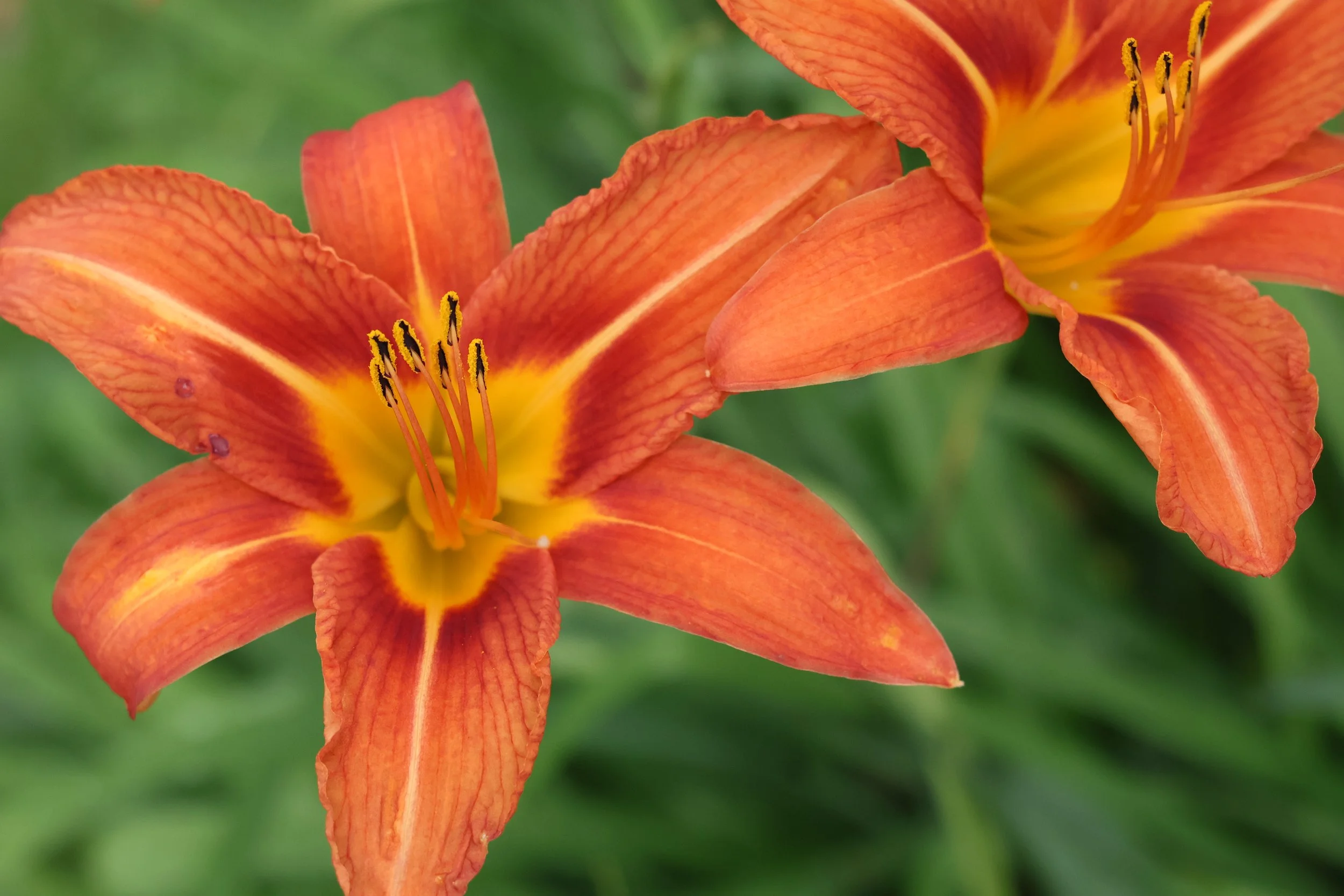 Beautiful summer day lilies