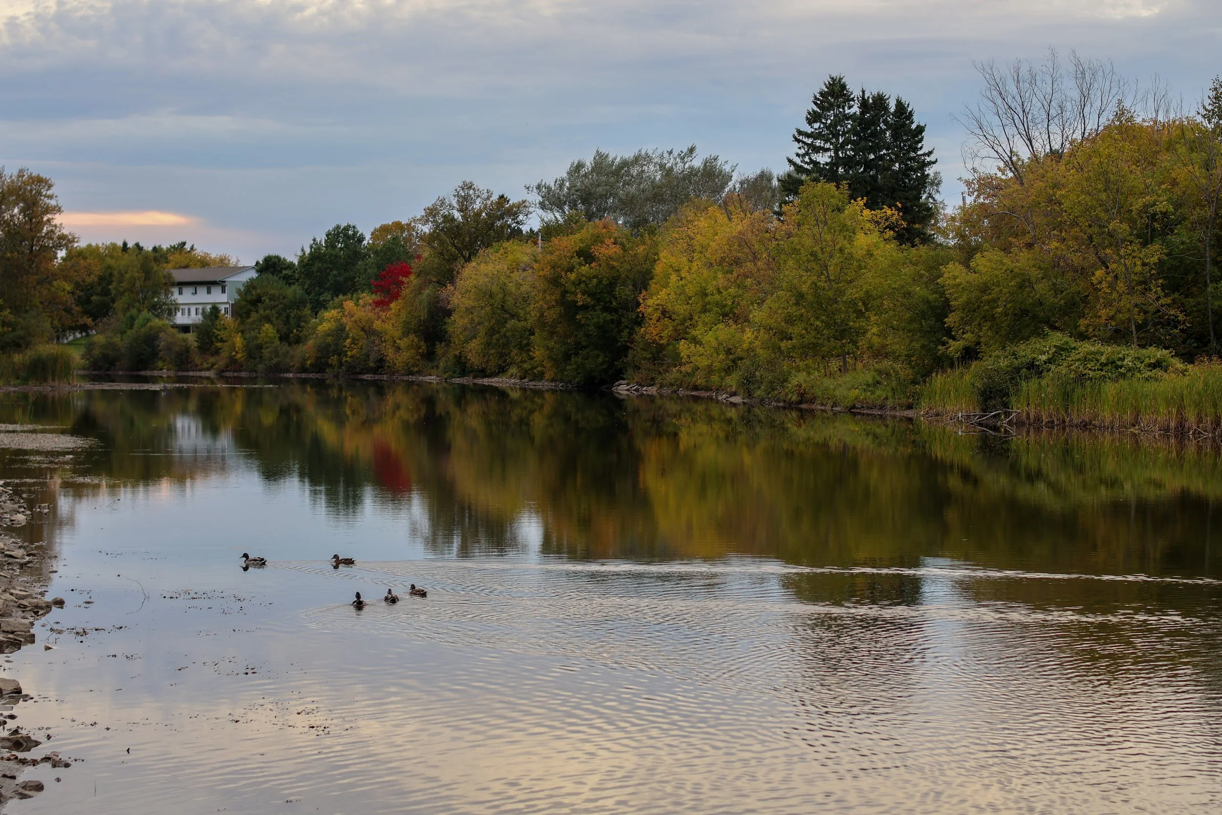 A peaceful lake scene during autumn with trees displaying fall foliage, a house partially visible among the trees, and ducks swimming on the water.