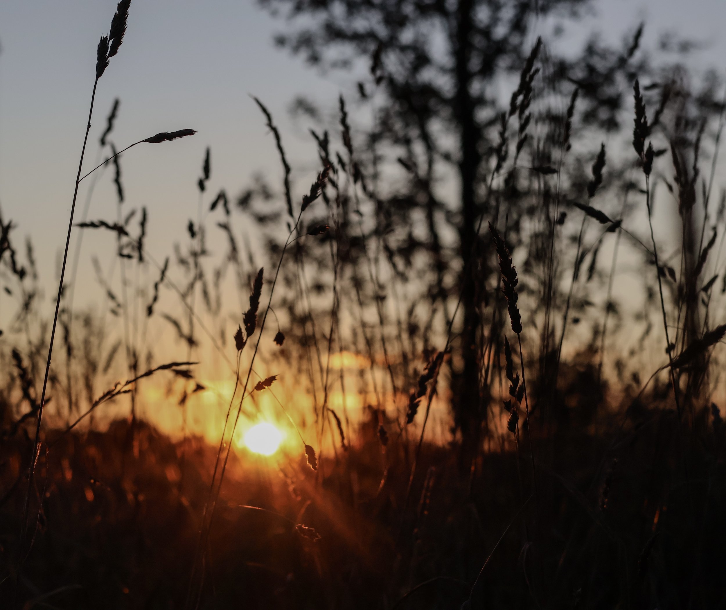 Sunset over a field of tall grass with the sky showing a gradient from blue to orange.
