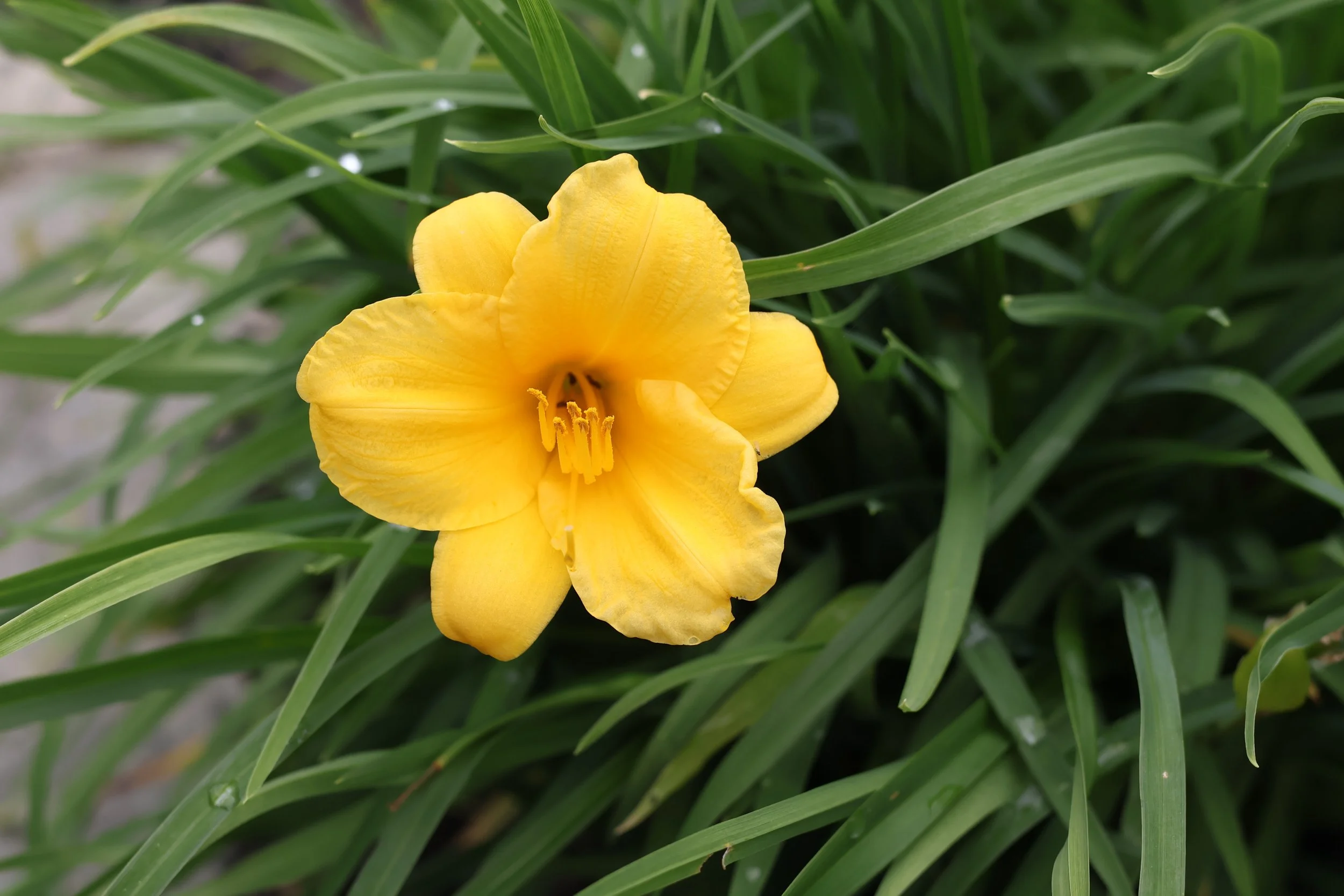 A close-up of a yellow daylily flower amid green leaves.