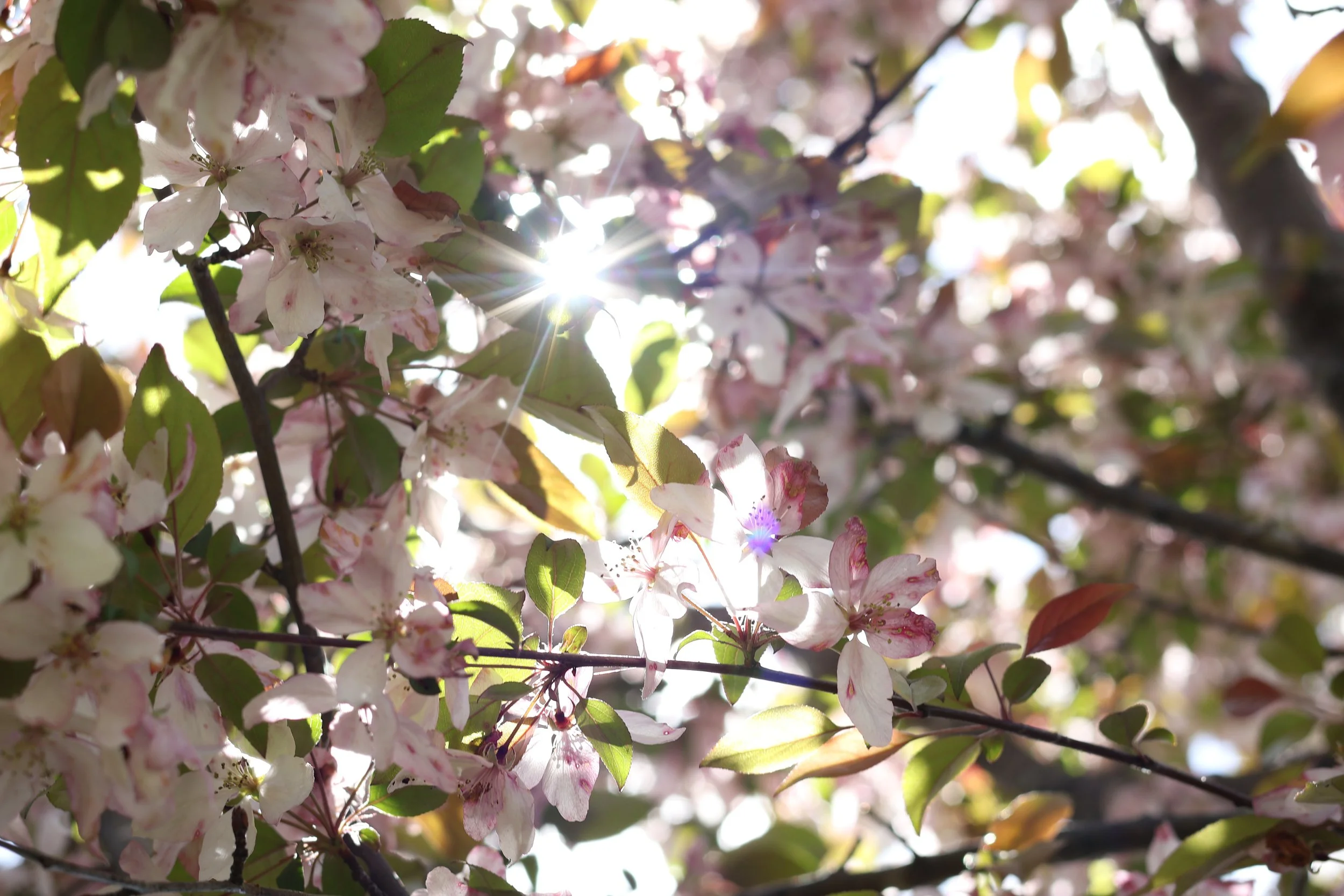 Pink and white flowering tree branches with sunlight shining through the leaves.