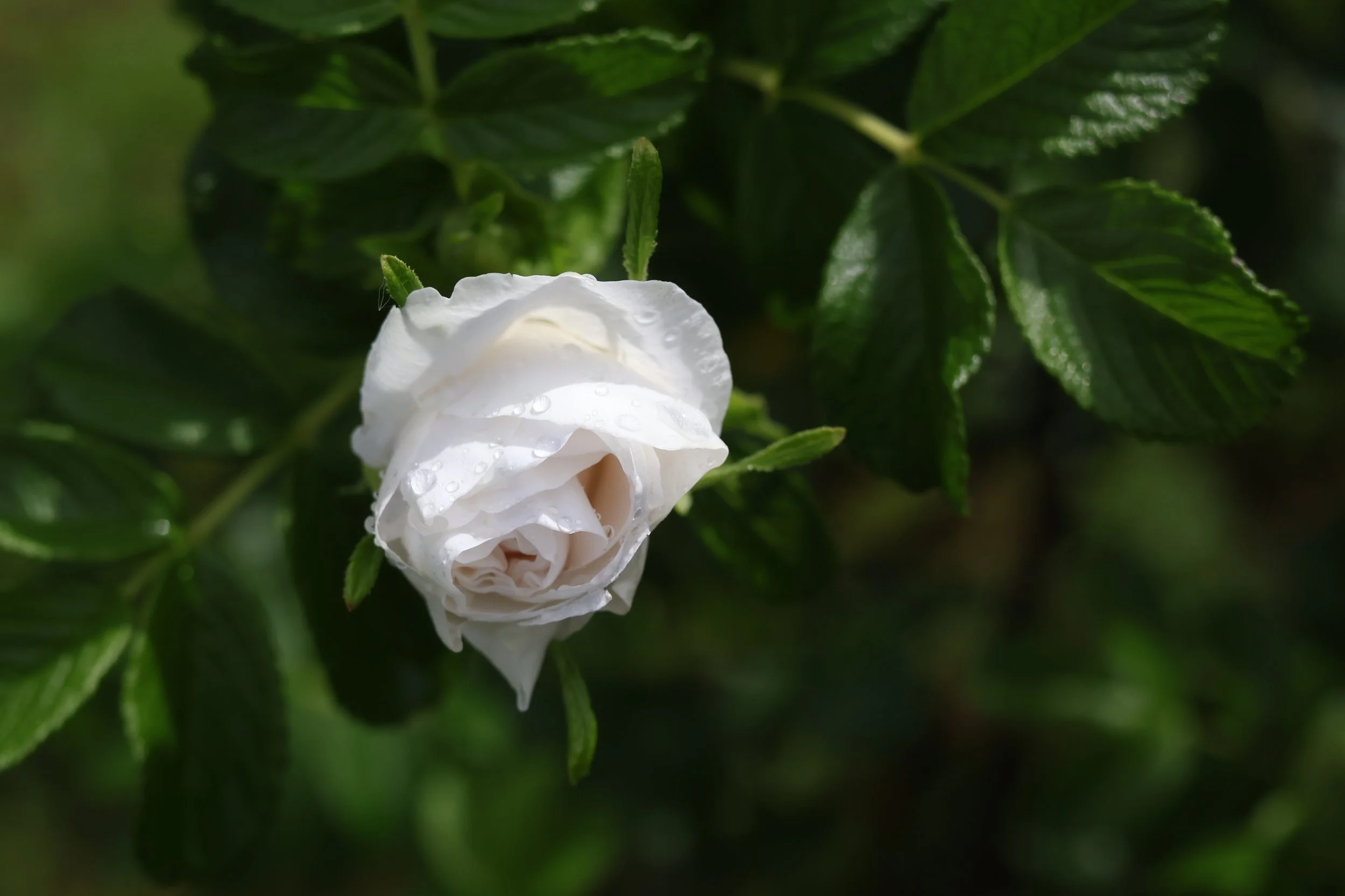 A delicate white rose rests quietly among deep green leaves, its petals touched with soft droplets of water after rain. The shallow focus and gentle contrast draw attention to the flower's form and texture, creating an intimate and peaceful moment.