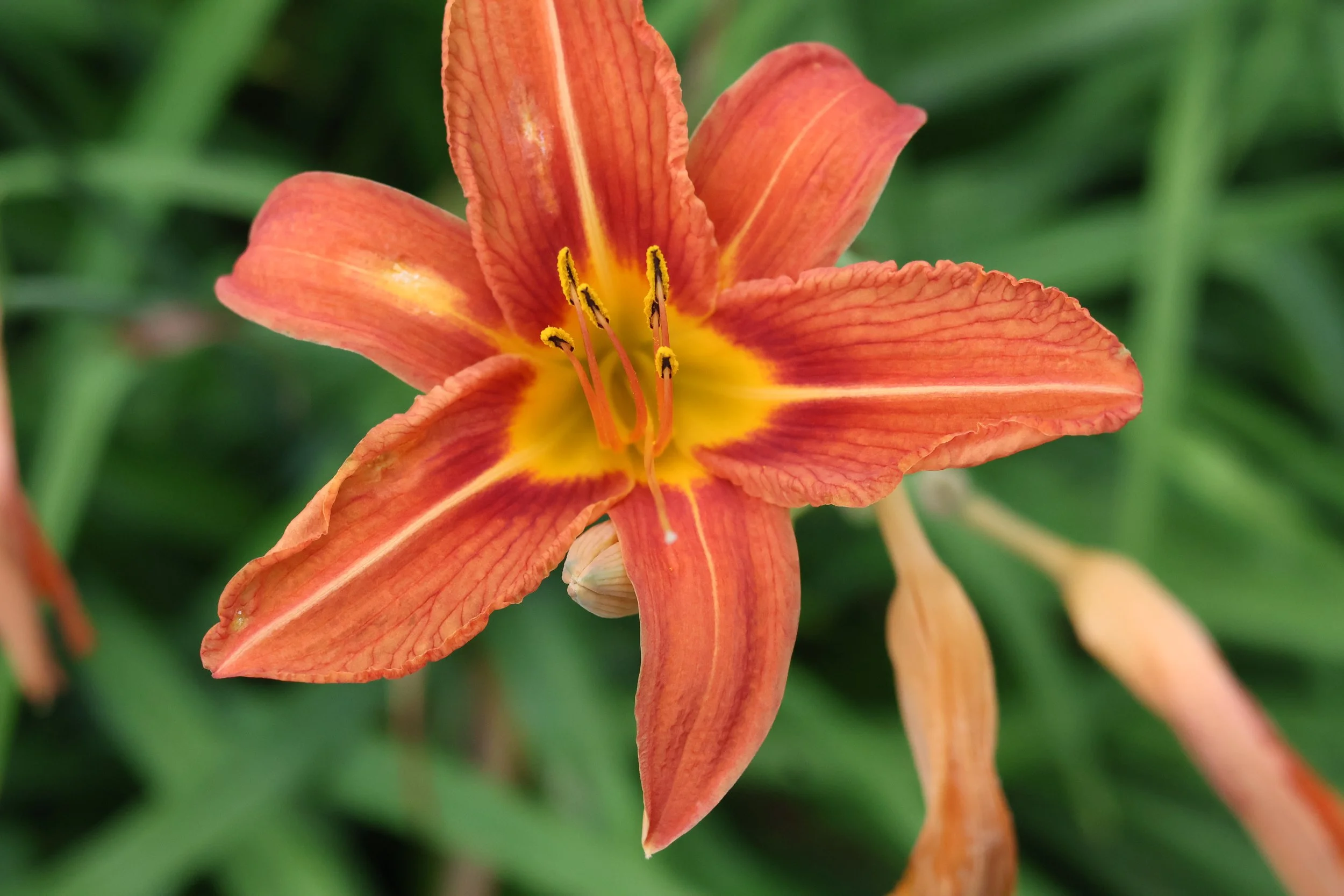 Close-up of an orange daylily flower with green foliage in the background.