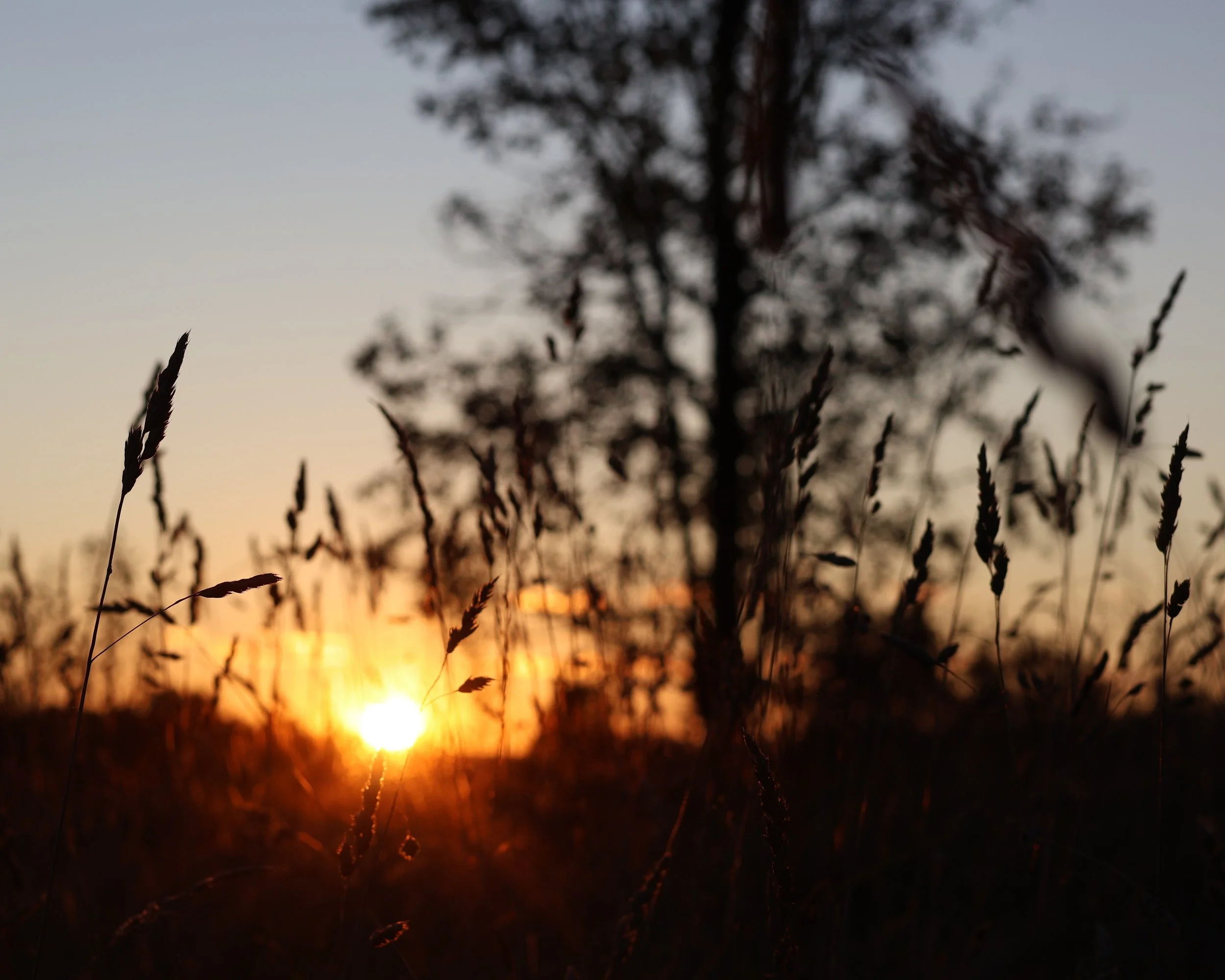 Tall grass and a tree silhouette against a sunset sky with warm colors and fading daylight.