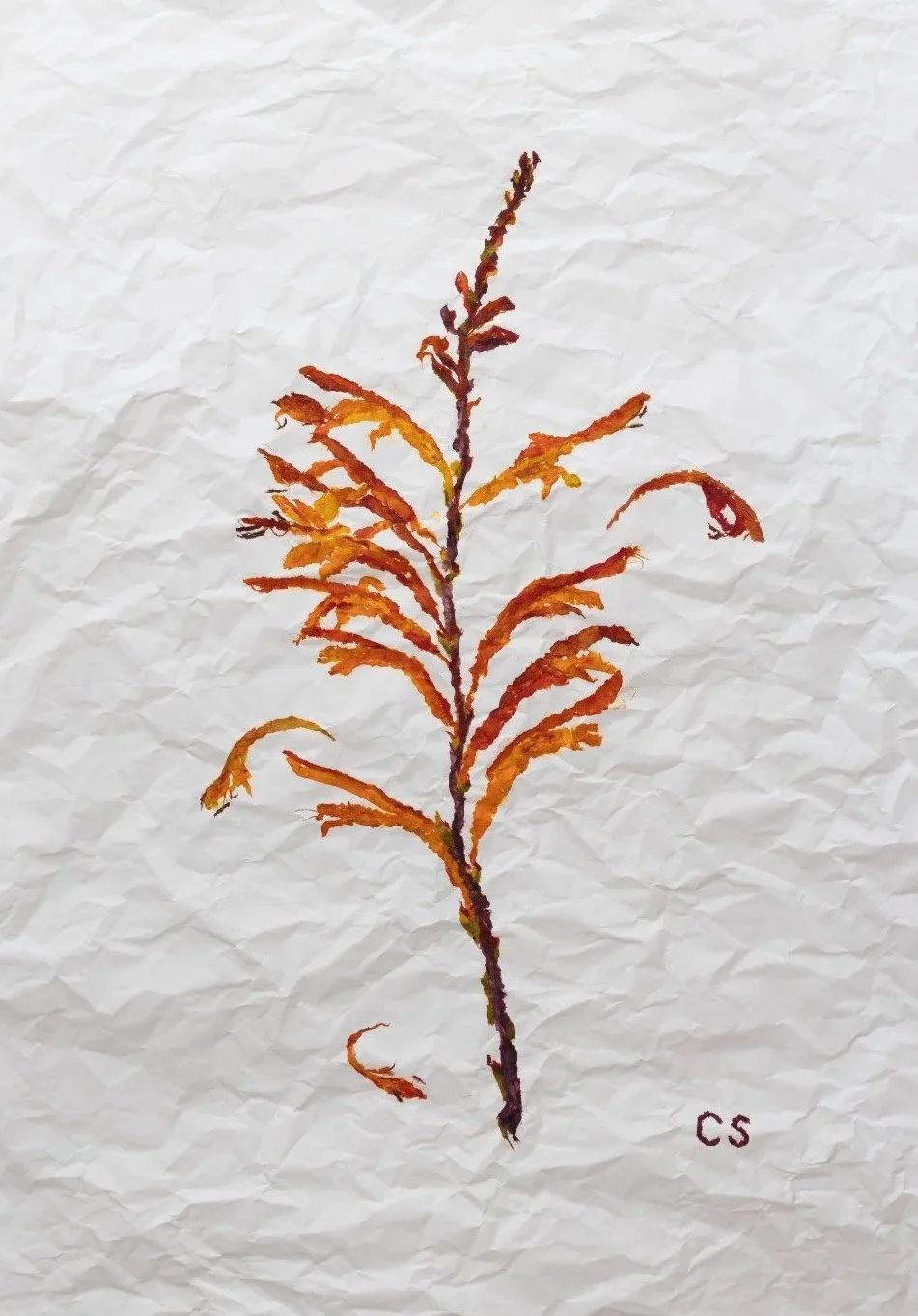 Pressed and dried orange and red seaweed or algae on crumpled white paper with the initials "CS" in the bottom right corner.