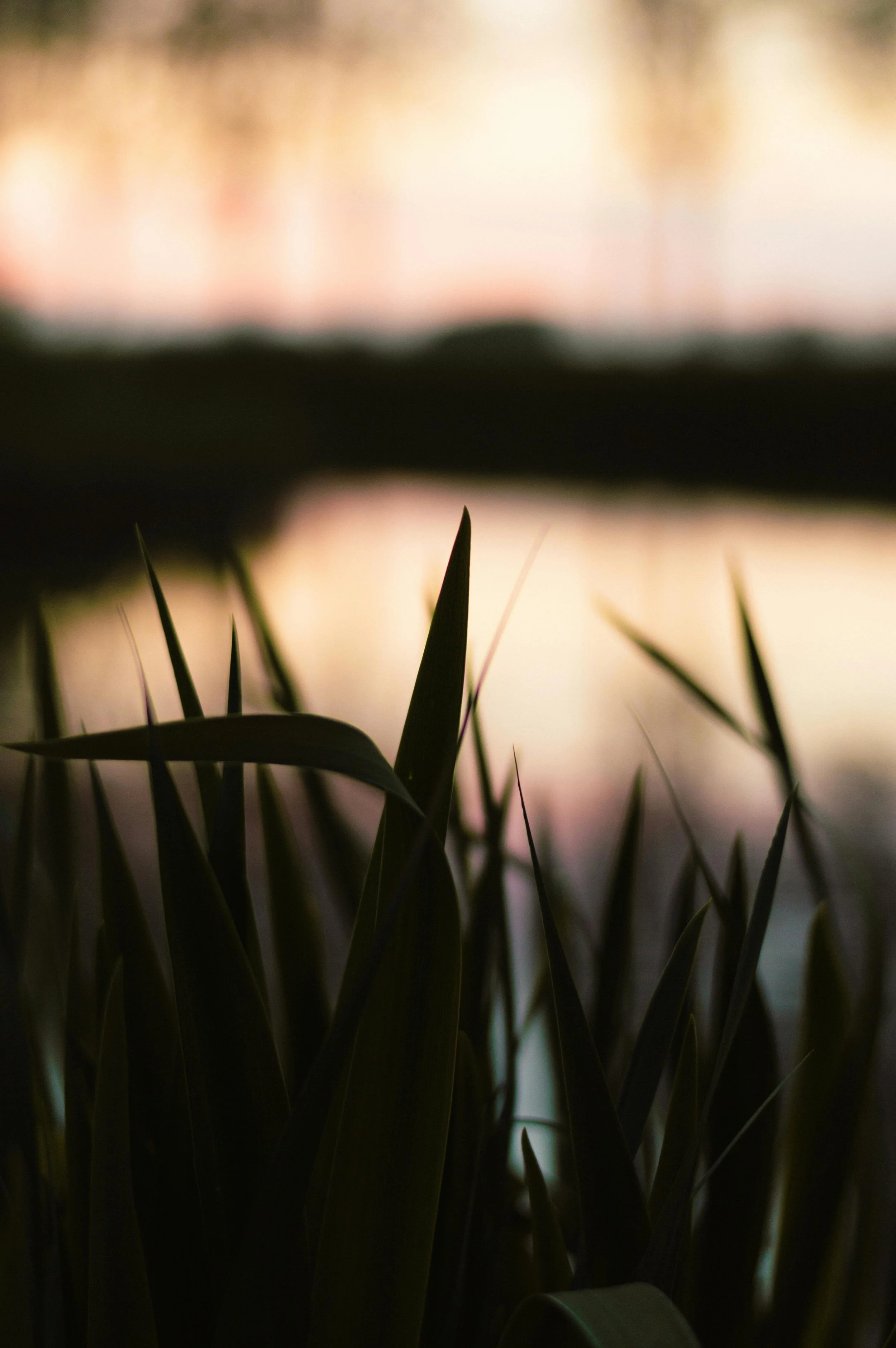 Silhouettes of tall grass or reeds near a body of water during sunset or sunrise with warm, blurred background.