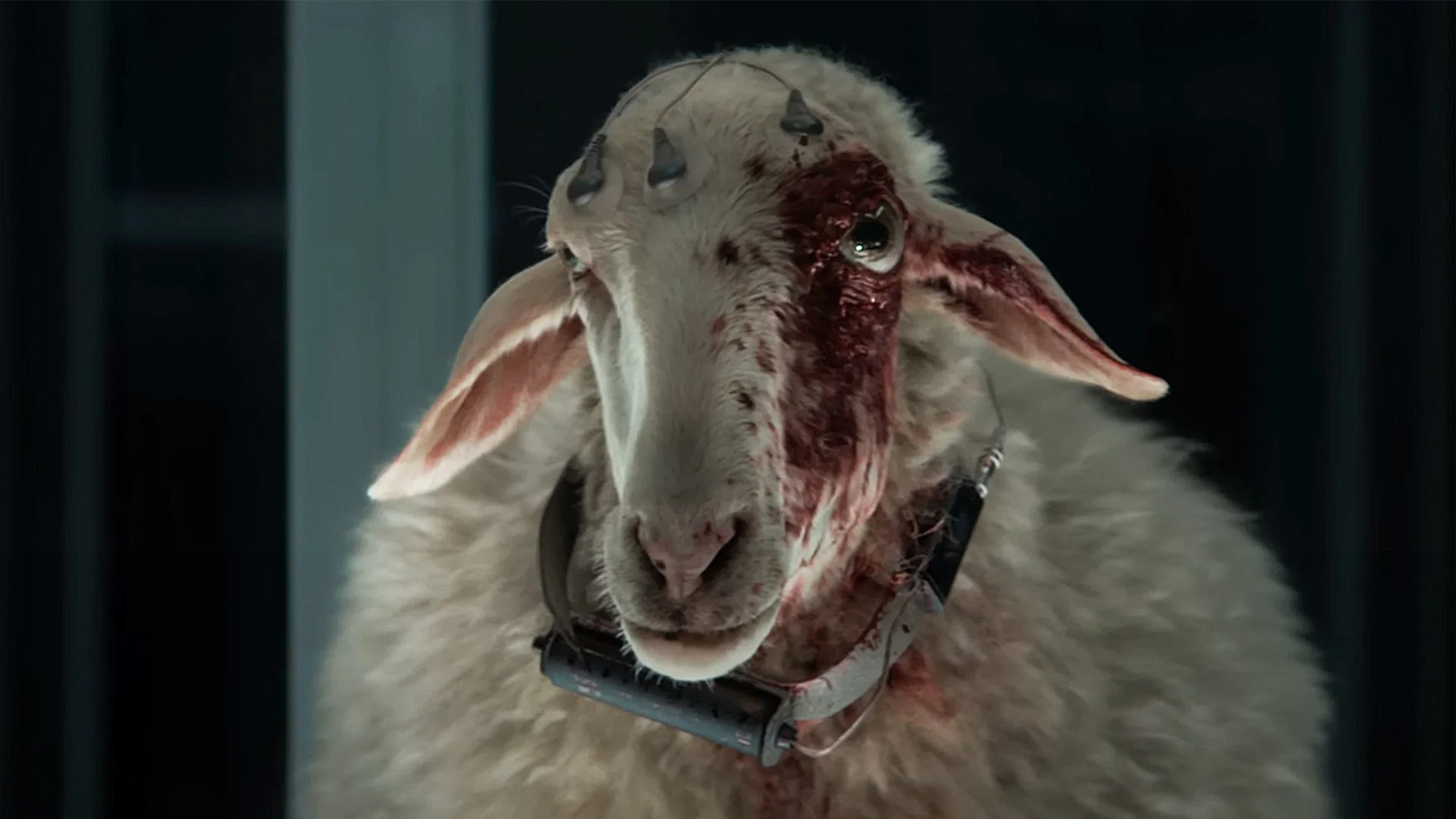 sheep2.jpg