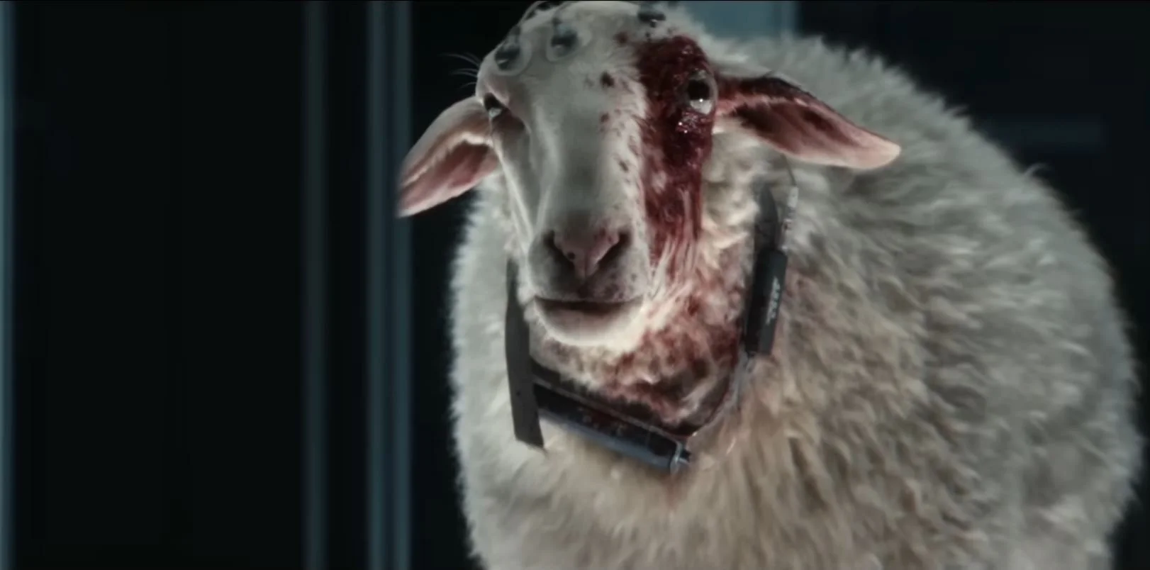 sheep3.JPG