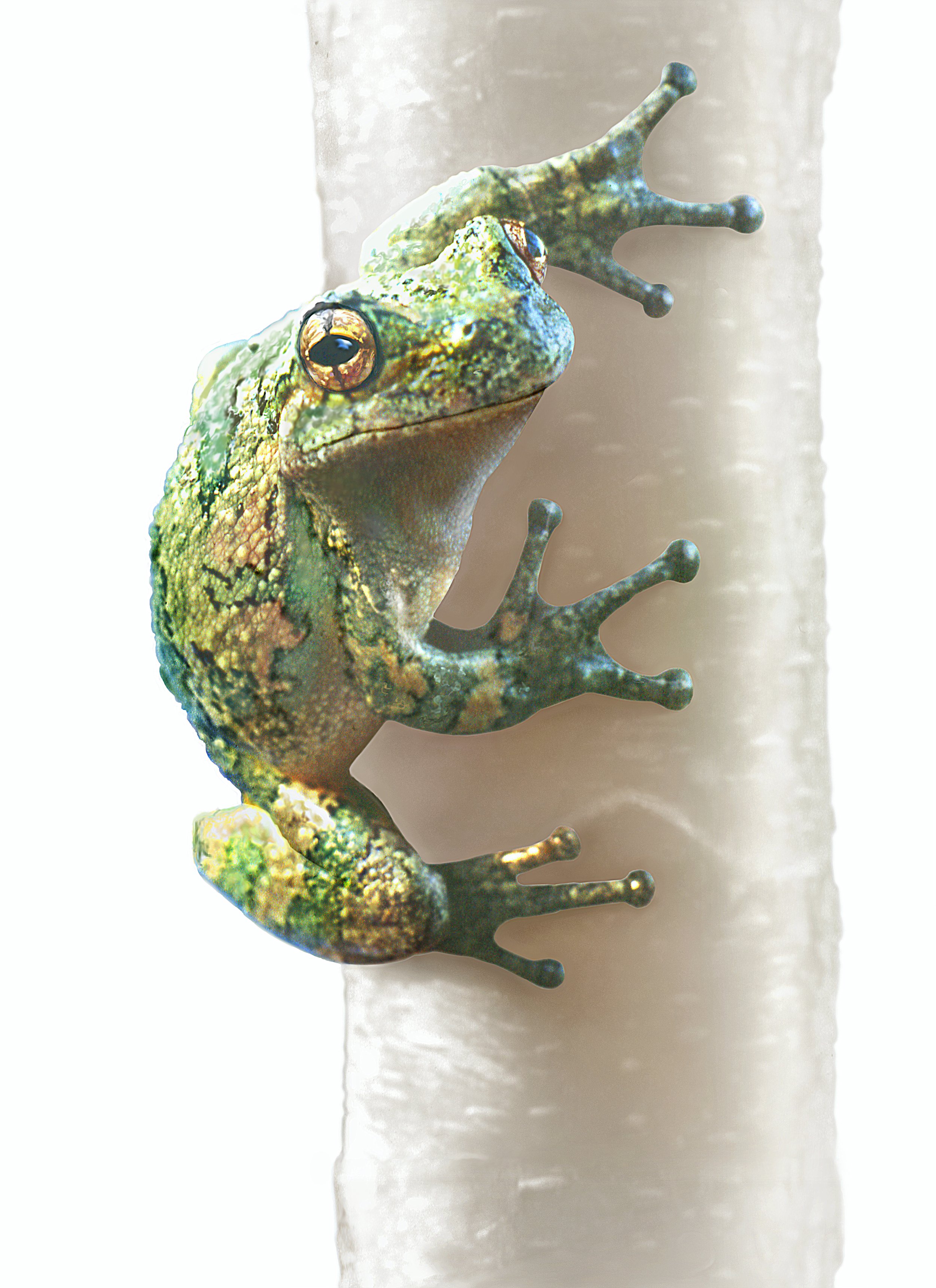 Tree Frog illo (sharpened).jpg